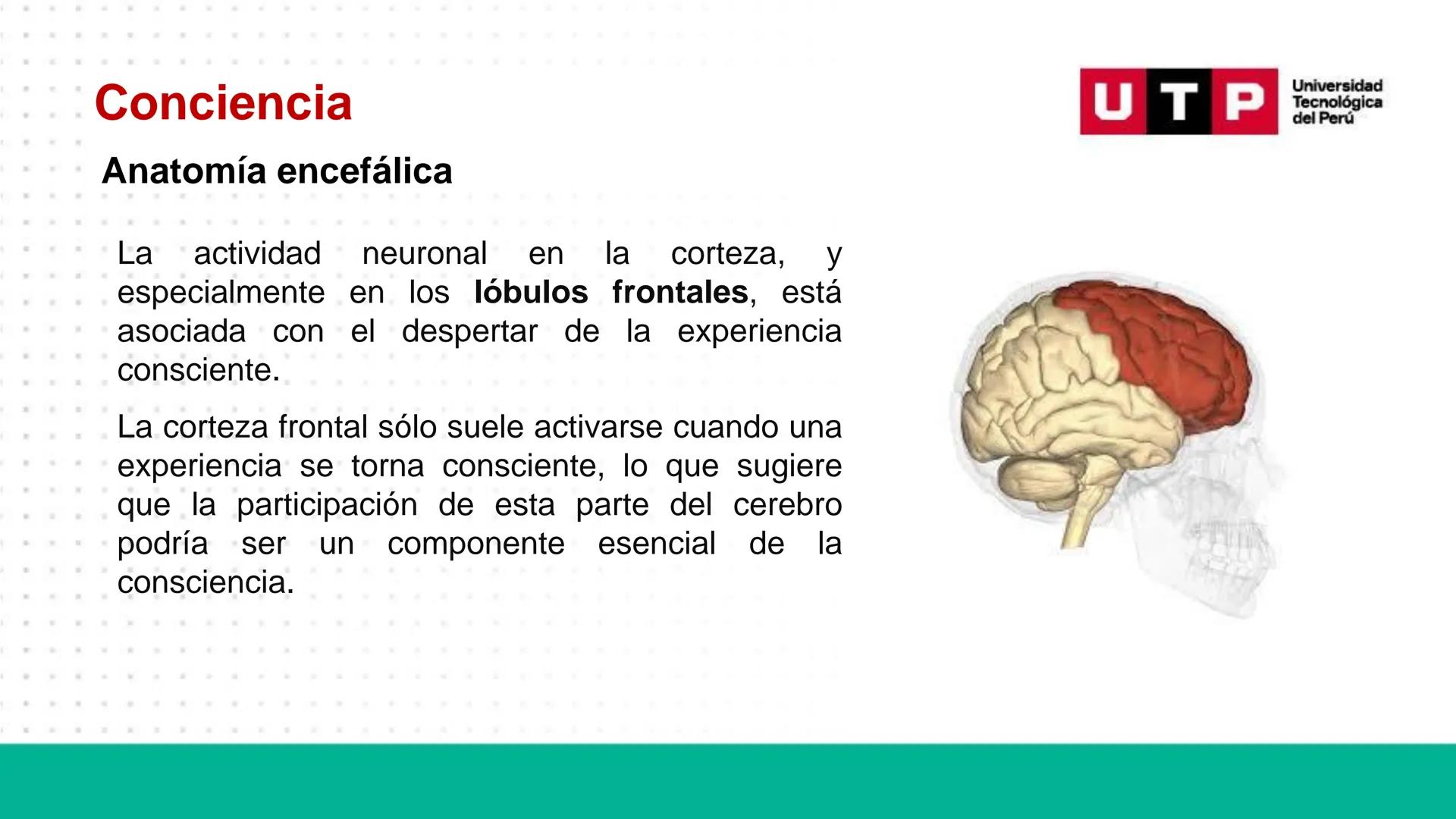 # Bases biológicas del
comportamiento
Sesión 13: Atención y conciencia
Universidad
UTP Tecnológica
del Perú Recordemos
Universidad
UTP Te
