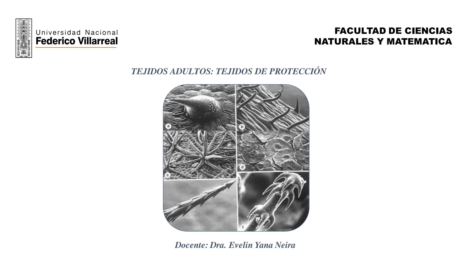 Universidad Nacional
Federico Villarreal
FACULTAD DE CIENCIAS
NATURALES Y MATEMATICA
TEJIDOS ADULTOS: TEJIDOS DE PROTECCIÓN
Docente: Dra