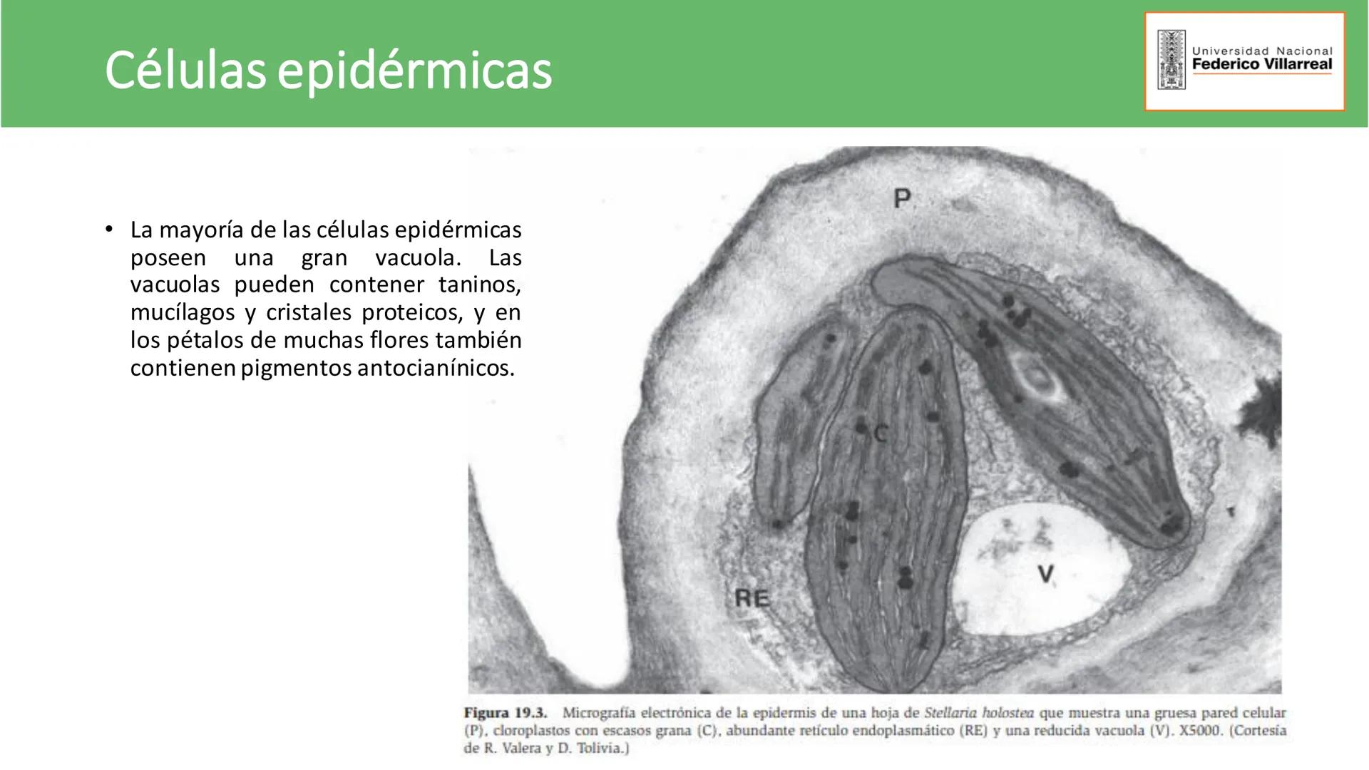 Universidad Nacional
Federico Villarreal
FACULTAD DE CIENCIAS
NATURALES Y MATEMATICA
TEJIDOS ADULTOS: TEJIDOS DE PROTECCIÓN
Docente: Dra