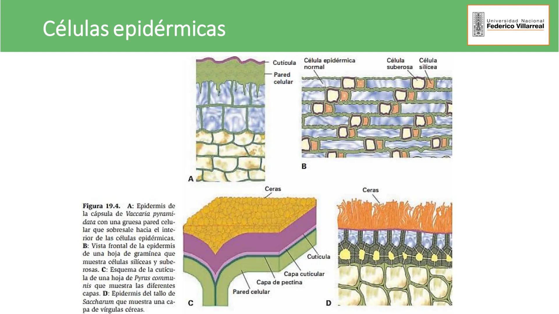 Universidad Nacional
Federico Villarreal
FACULTAD DE CIENCIAS
NATURALES Y MATEMATICA
TEJIDOS ADULTOS: TEJIDOS DE PROTECCIÓN
Docente: Dra