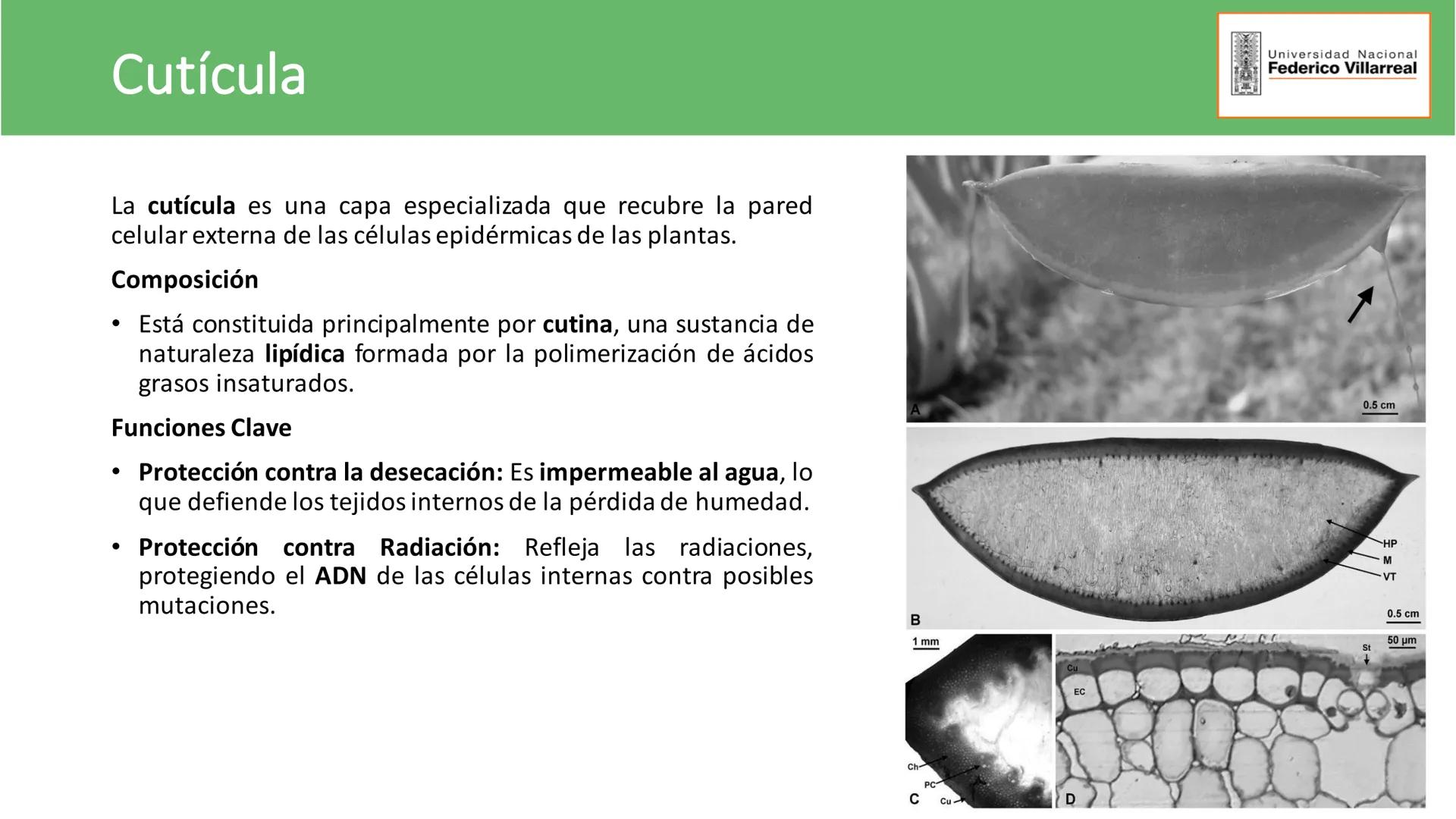 Universidad Nacional
Federico Villarreal
FACULTAD DE CIENCIAS
NATURALES Y MATEMATICA
TEJIDOS ADULTOS: TEJIDOS DE PROTECCIÓN
Docente: Dra