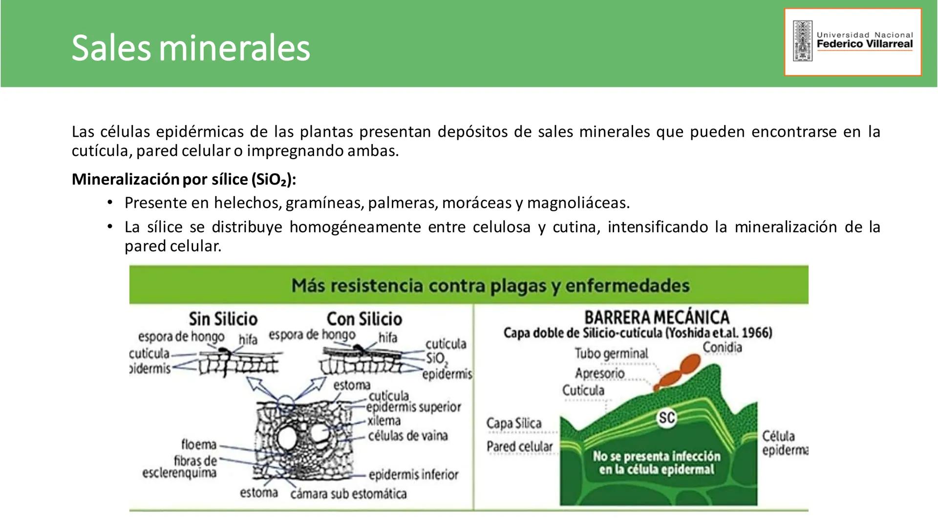Universidad Nacional
Federico Villarreal
FACULTAD DE CIENCIAS
NATURALES Y MATEMATICA
TEJIDOS ADULTOS: TEJIDOS DE PROTECCIÓN
Docente: Dra
