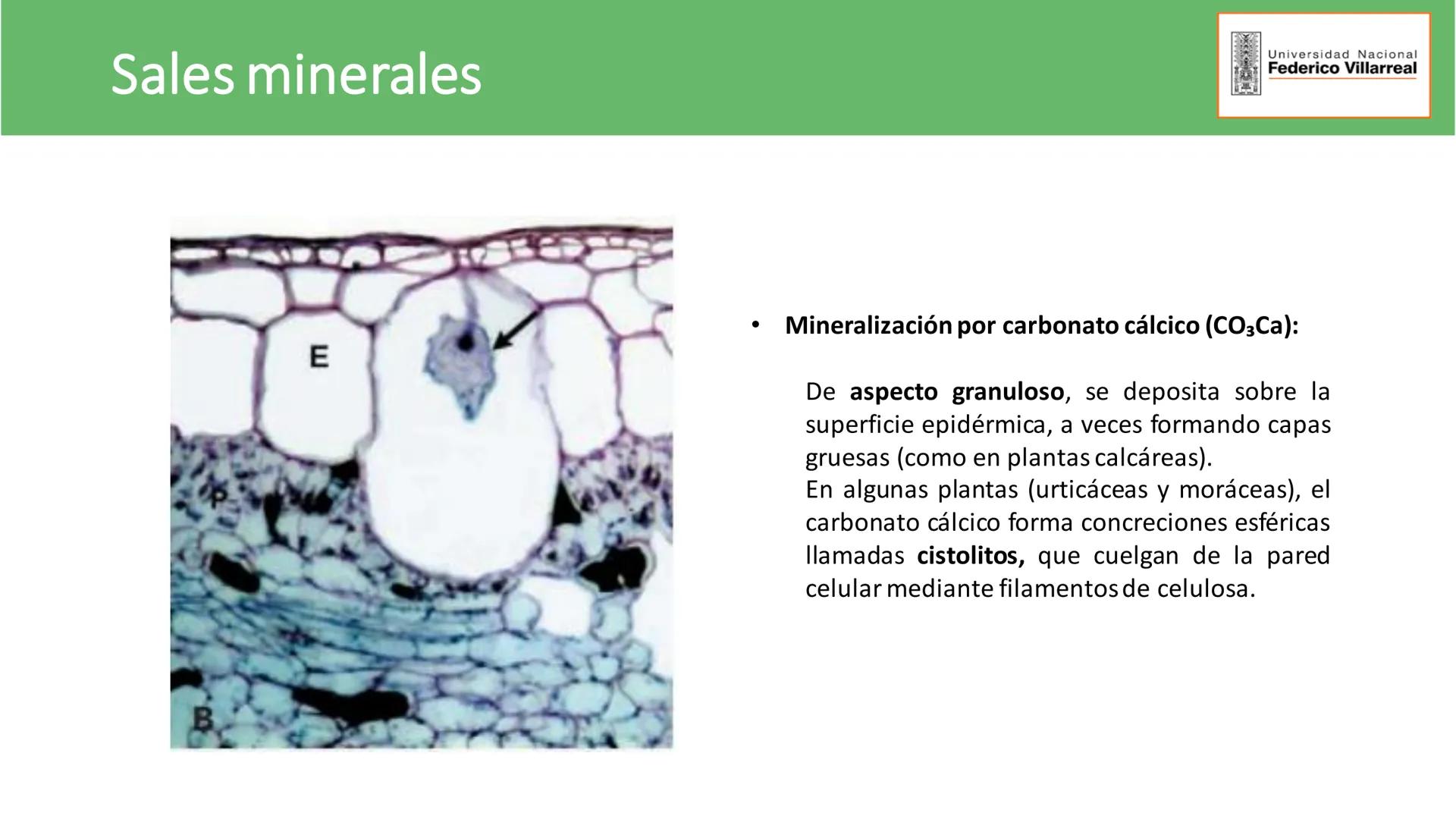 Universidad Nacional
Federico Villarreal
FACULTAD DE CIENCIAS
NATURALES Y MATEMATICA
TEJIDOS ADULTOS: TEJIDOS DE PROTECCIÓN
Docente: Dra