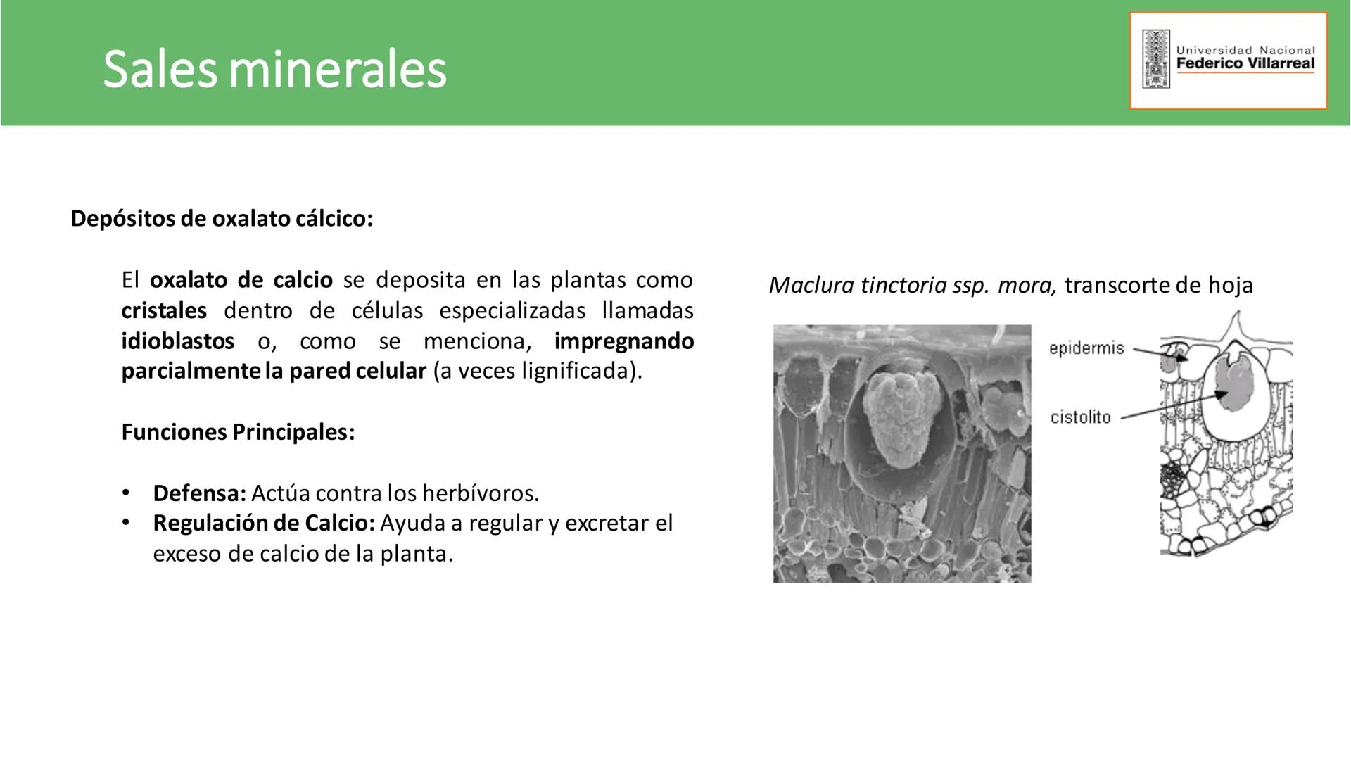 Universidad Nacional
Federico Villarreal
FACULTAD DE CIENCIAS
NATURALES Y MATEMATICA
TEJIDOS ADULTOS: TEJIDOS DE PROTECCIÓN
Docente: Dra