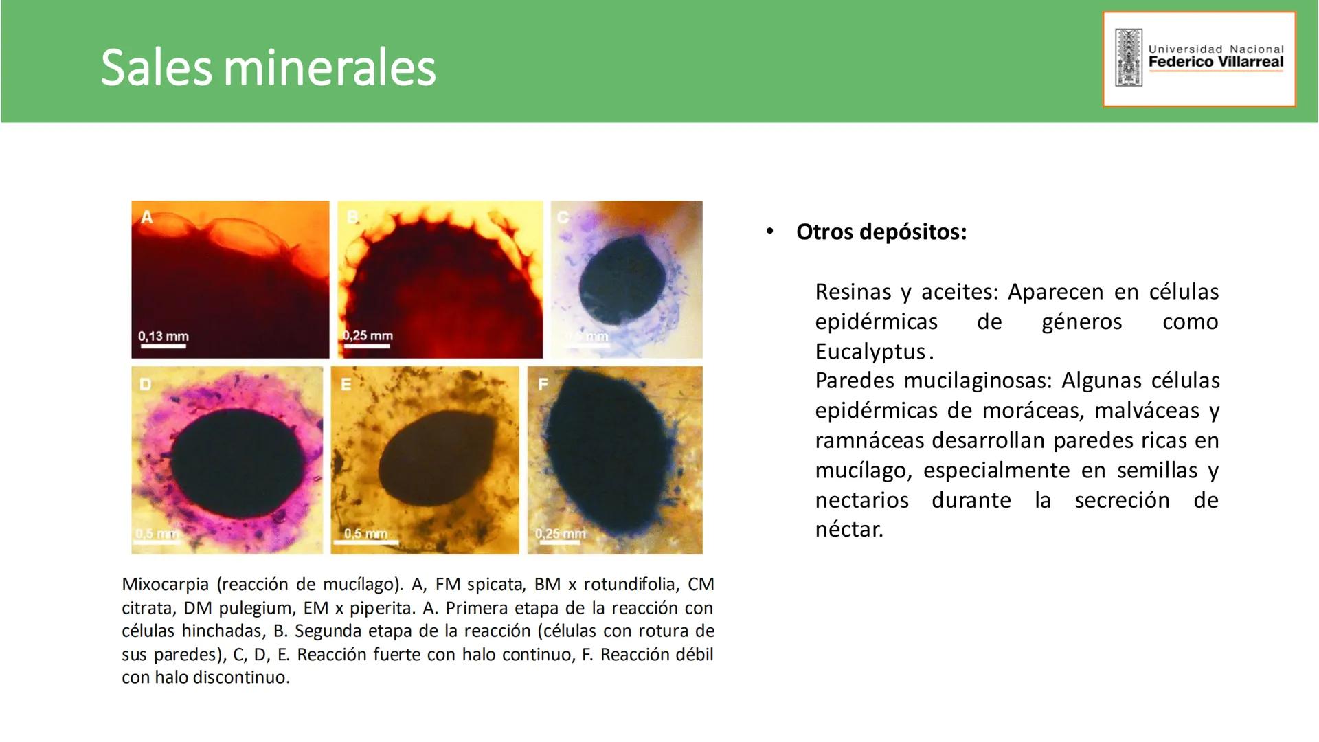 Universidad Nacional
Federico Villarreal
FACULTAD DE CIENCIAS
NATURALES Y MATEMATICA
TEJIDOS ADULTOS: TEJIDOS DE PROTECCIÓN
Docente: Dra