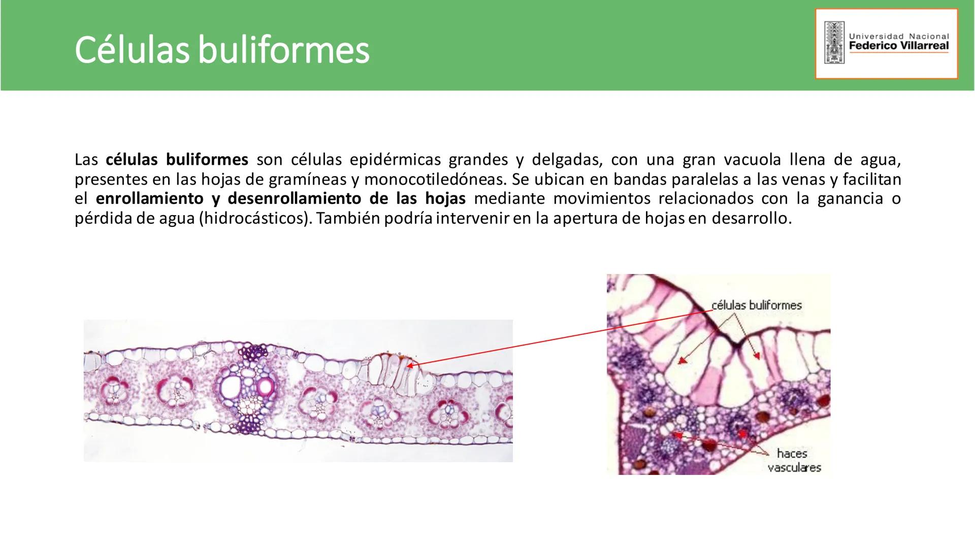 Universidad Nacional
Federico Villarreal
FACULTAD DE CIENCIAS
NATURALES Y MATEMATICA
TEJIDOS ADULTOS: TEJIDOS DE PROTECCIÓN
Docente: Dra
