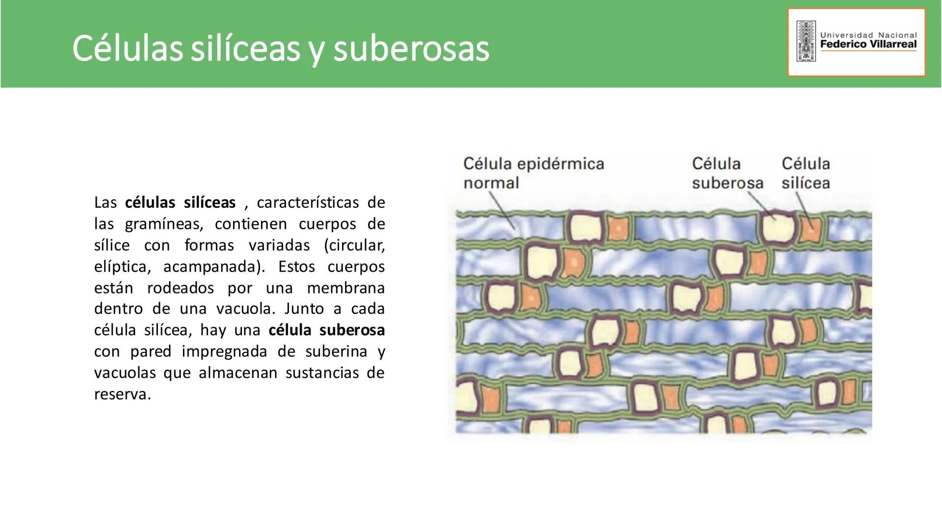 Universidad Nacional
Federico Villarreal
FACULTAD DE CIENCIAS
NATURALES Y MATEMATICA
TEJIDOS ADULTOS: TEJIDOS DE PROTECCIÓN
Docente: Dra