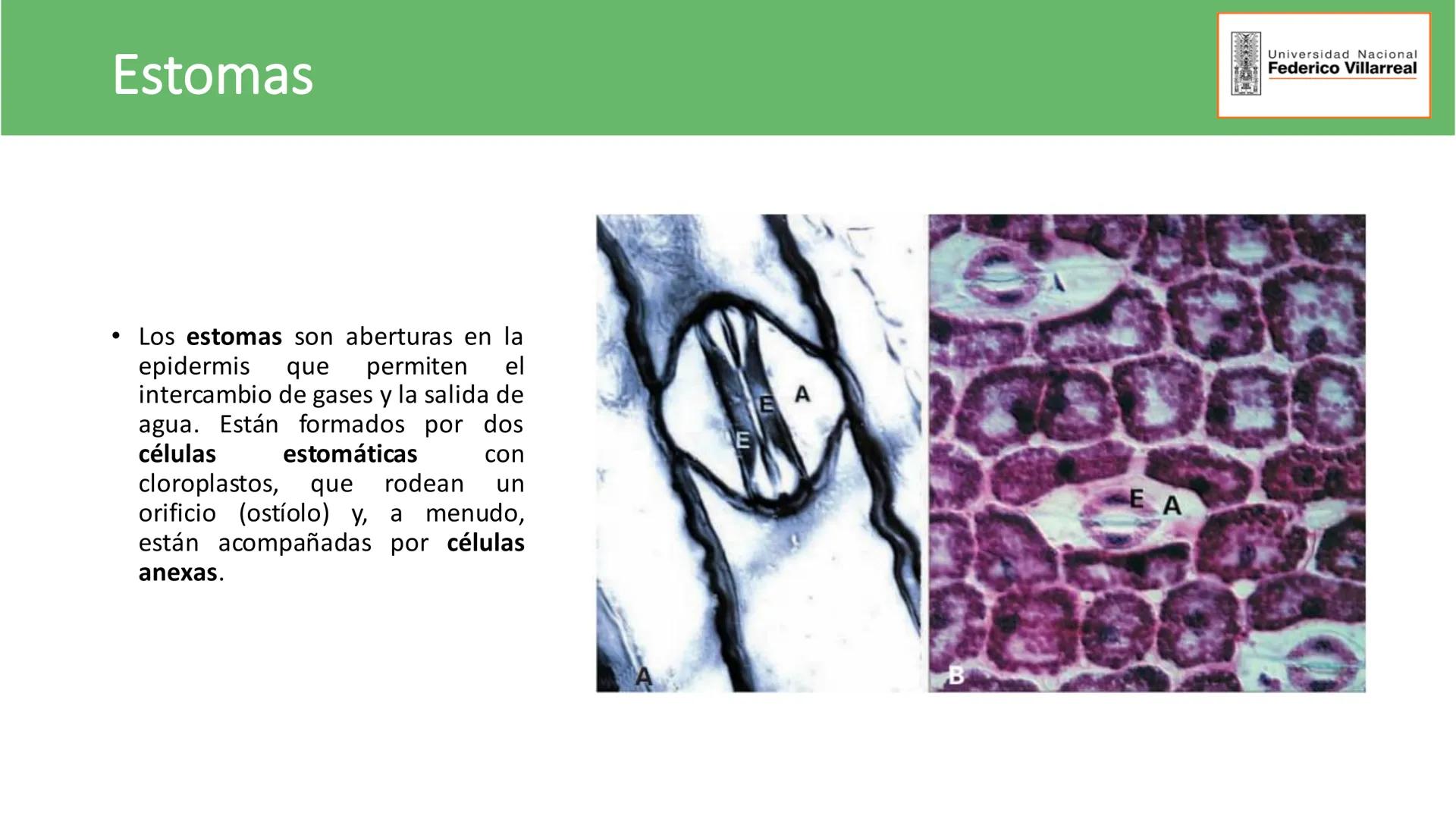 Universidad Nacional
Federico Villarreal
FACULTAD DE CIENCIAS
NATURALES Y MATEMATICA
TEJIDOS ADULTOS: TEJIDOS DE PROTECCIÓN
Docente: Dra