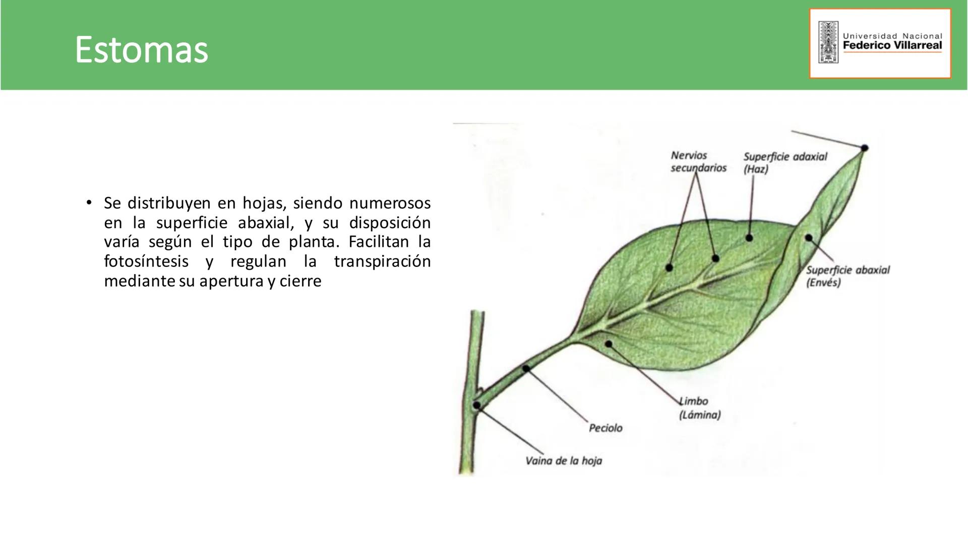 Universidad Nacional
Federico Villarreal
FACULTAD DE CIENCIAS
NATURALES Y MATEMATICA
TEJIDOS ADULTOS: TEJIDOS DE PROTECCIÓN
Docente: Dra