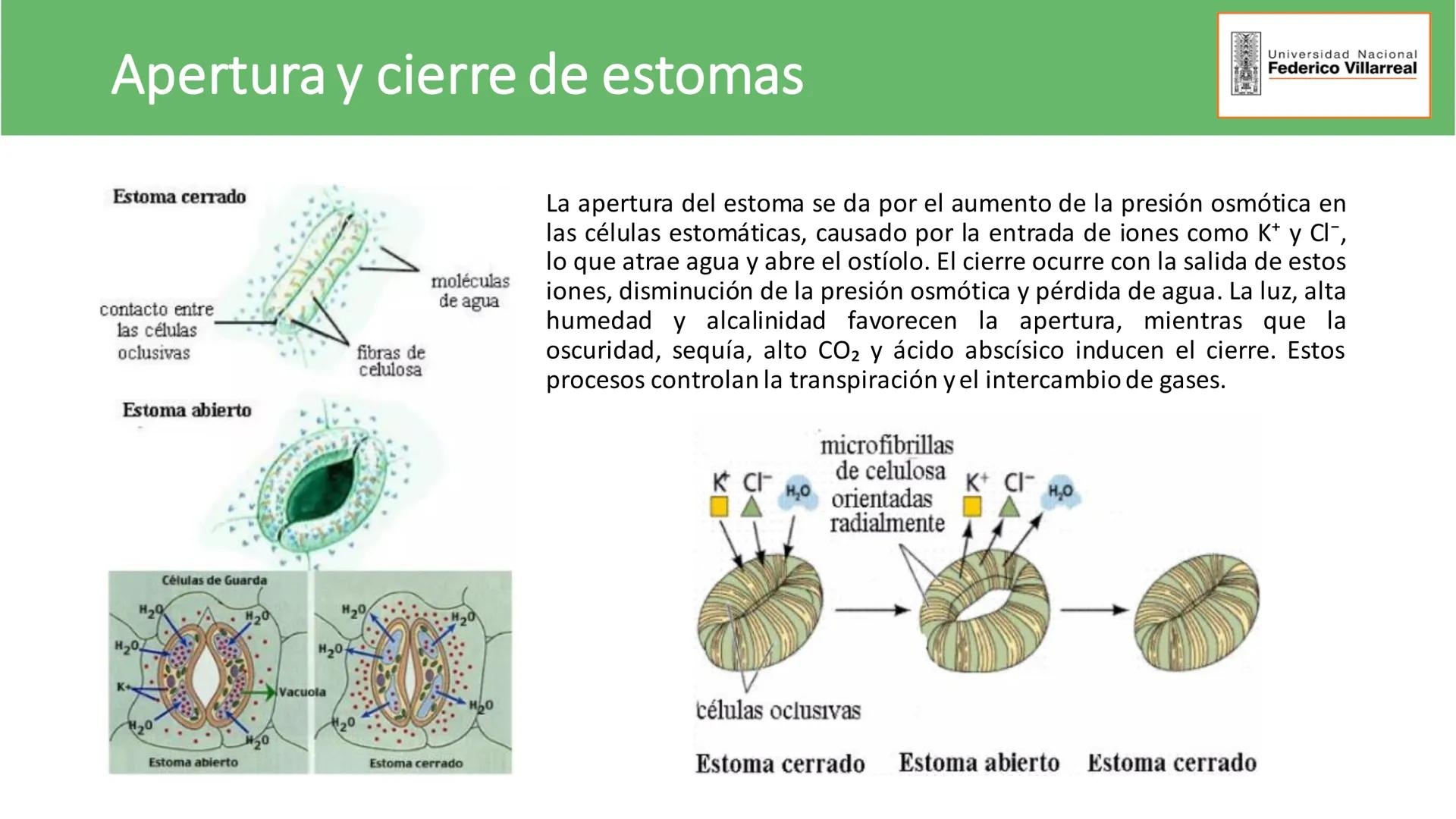 Universidad Nacional
Federico Villarreal
FACULTAD DE CIENCIAS
NATURALES Y MATEMATICA
TEJIDOS ADULTOS: TEJIDOS DE PROTECCIÓN
Docente: Dra