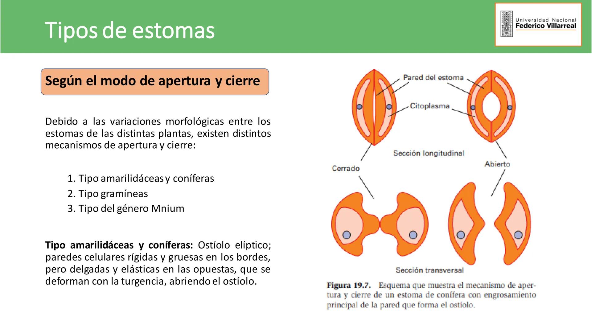 Universidad Nacional
Federico Villarreal
FACULTAD DE CIENCIAS
NATURALES Y MATEMATICA
TEJIDOS ADULTOS: TEJIDOS DE PROTECCIÓN
Docente: Dra