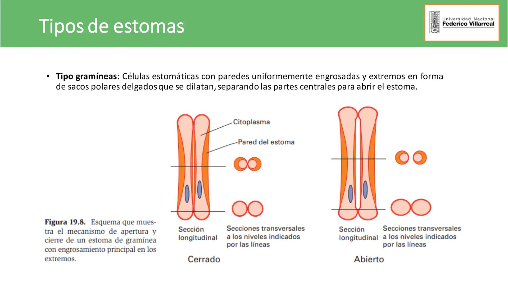 Universidad Nacional
Federico Villarreal
FACULTAD DE CIENCIAS
NATURALES Y MATEMATICA
TEJIDOS ADULTOS: TEJIDOS DE PROTECCIÓN
Docente: Dra