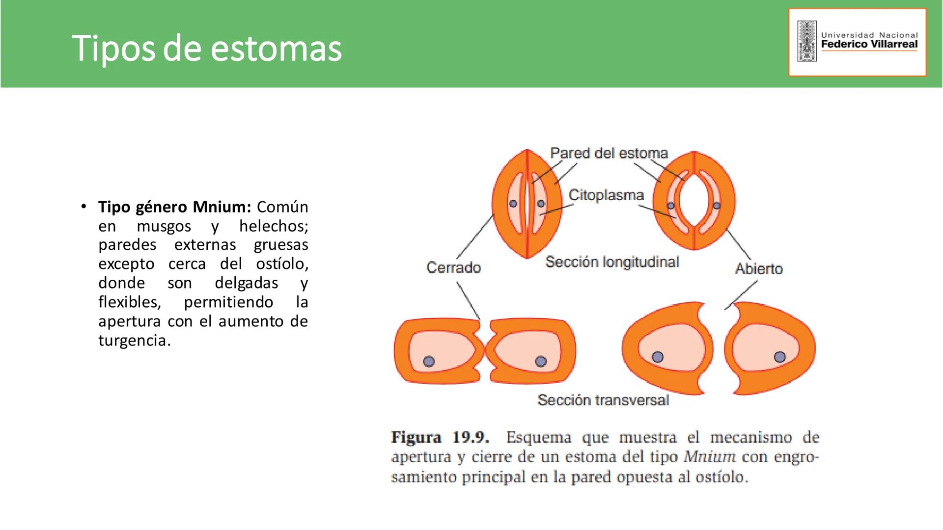 Universidad Nacional
Federico Villarreal
FACULTAD DE CIENCIAS
NATURALES Y MATEMATICA
TEJIDOS ADULTOS: TEJIDOS DE PROTECCIÓN
Docente: Dra