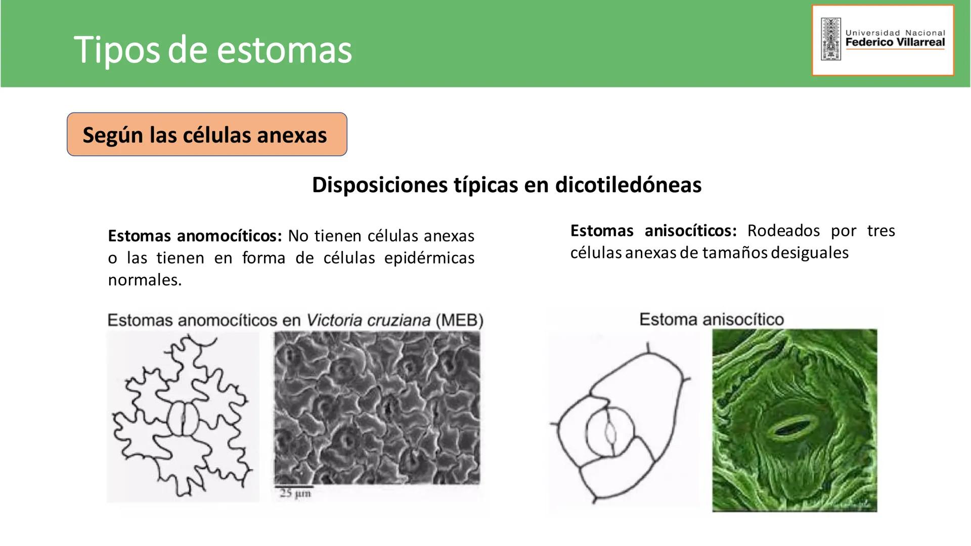 Universidad Nacional
Federico Villarreal
FACULTAD DE CIENCIAS
NATURALES Y MATEMATICA
TEJIDOS ADULTOS: TEJIDOS DE PROTECCIÓN
Docente: Dra