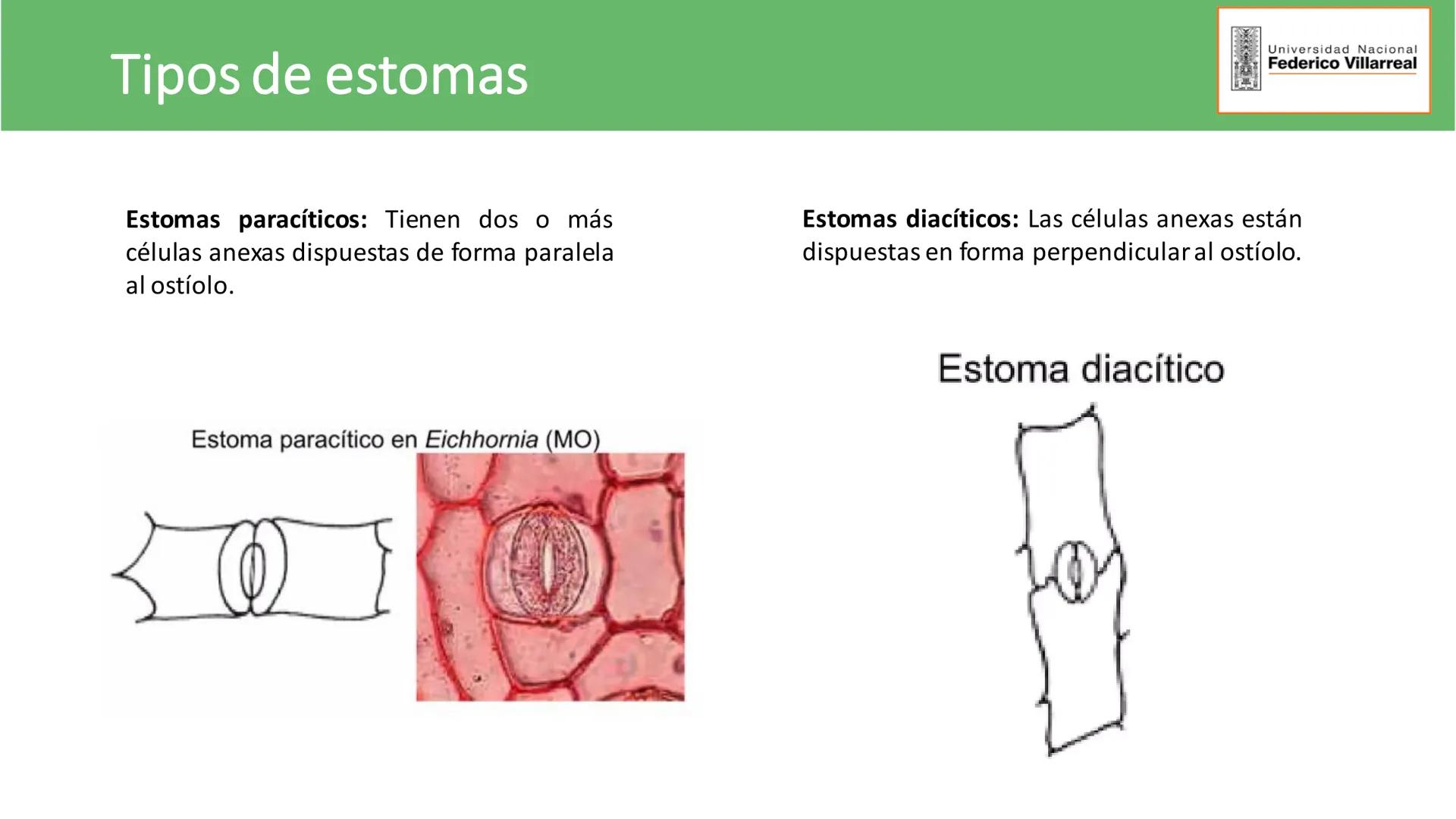 Universidad Nacional
Federico Villarreal
FACULTAD DE CIENCIAS
NATURALES Y MATEMATICA
TEJIDOS ADULTOS: TEJIDOS DE PROTECCIÓN
Docente: Dra