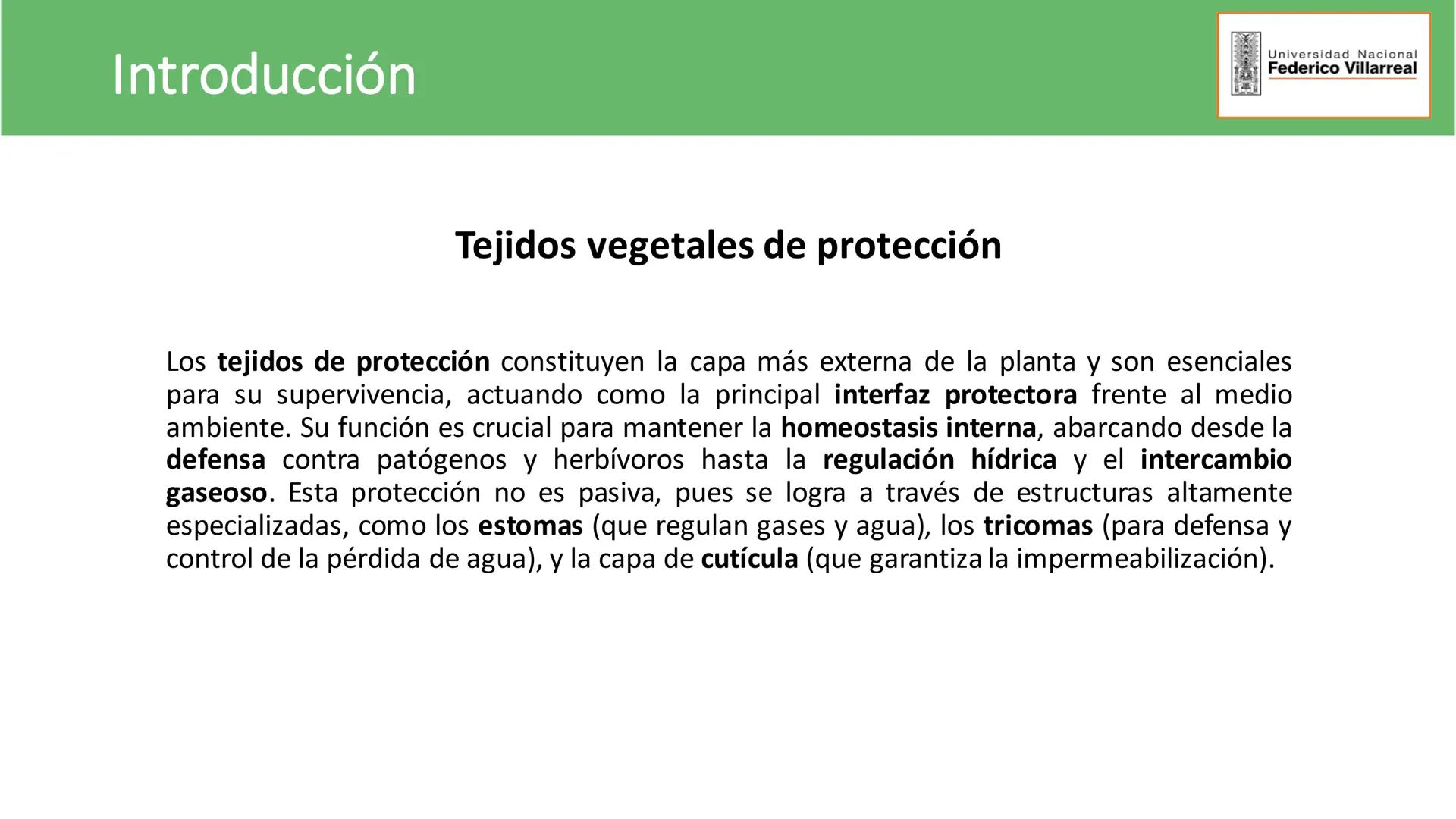 Universidad Nacional
Federico Villarreal
FACULTAD DE CIENCIAS
NATURALES Y MATEMATICA
TEJIDOS ADULTOS: TEJIDOS DE PROTECCIÓN
Docente: Dra
