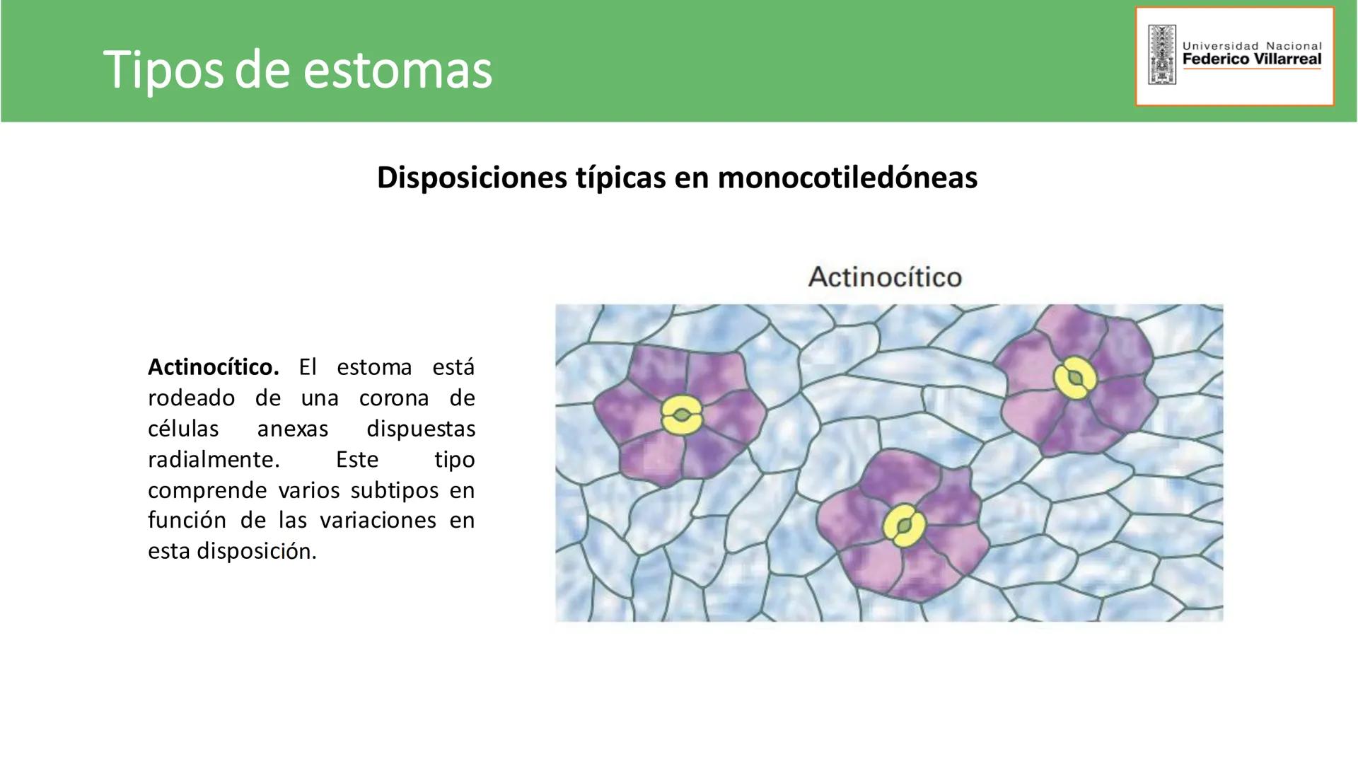Universidad Nacional
Federico Villarreal
FACULTAD DE CIENCIAS
NATURALES Y MATEMATICA
TEJIDOS ADULTOS: TEJIDOS DE PROTECCIÓN
Docente: Dra