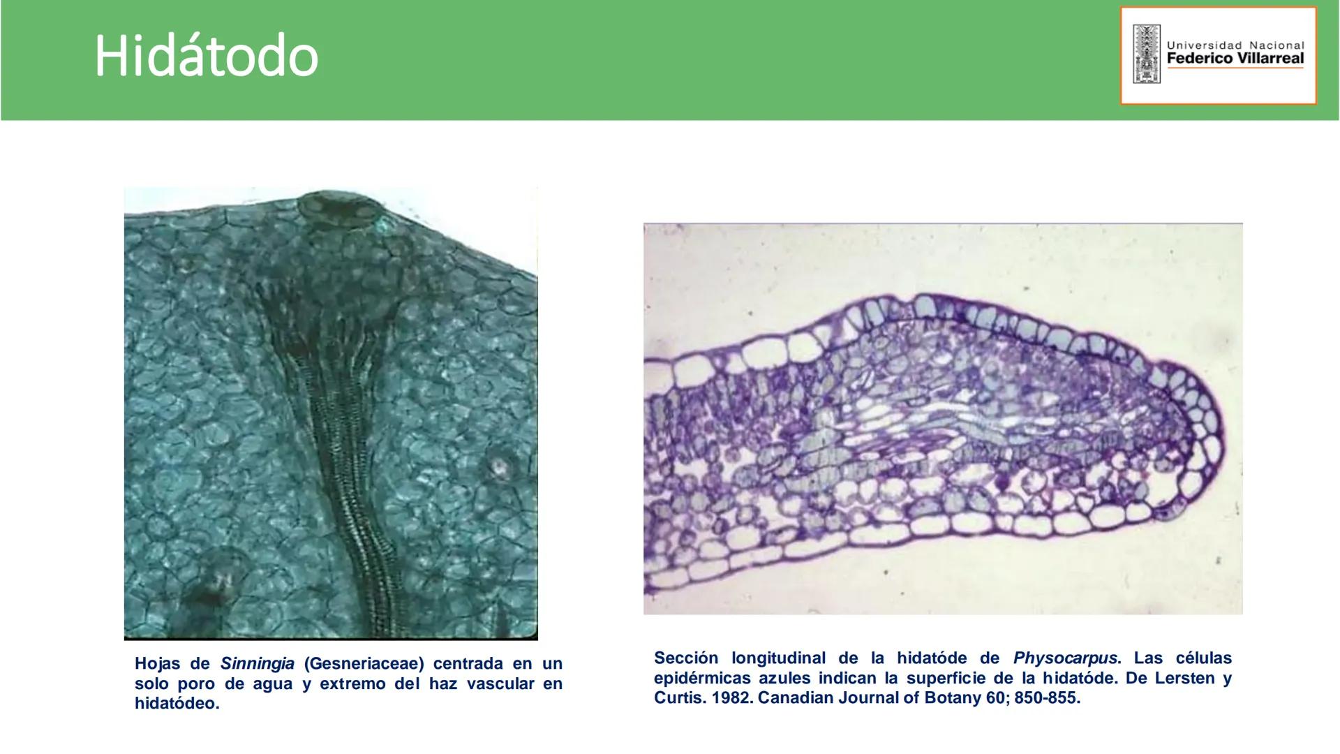 Universidad Nacional
Federico Villarreal
FACULTAD DE CIENCIAS
NATURALES Y MATEMATICA
TEJIDOS ADULTOS: TEJIDOS DE PROTECCIÓN
Docente: Dra