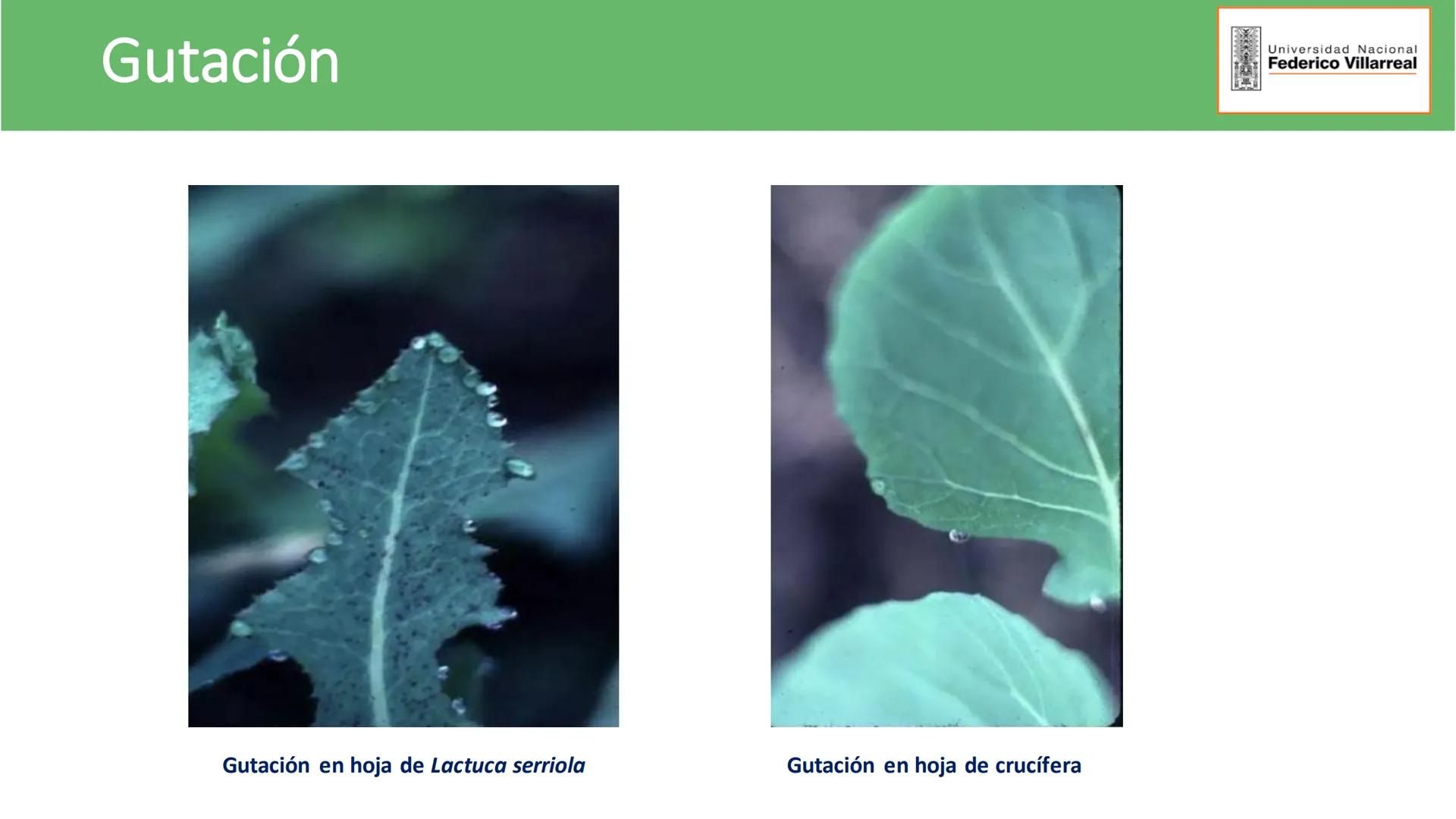 Universidad Nacional
Federico Villarreal
FACULTAD DE CIENCIAS
NATURALES Y MATEMATICA
TEJIDOS ADULTOS: TEJIDOS DE PROTECCIÓN
Docente: Dra