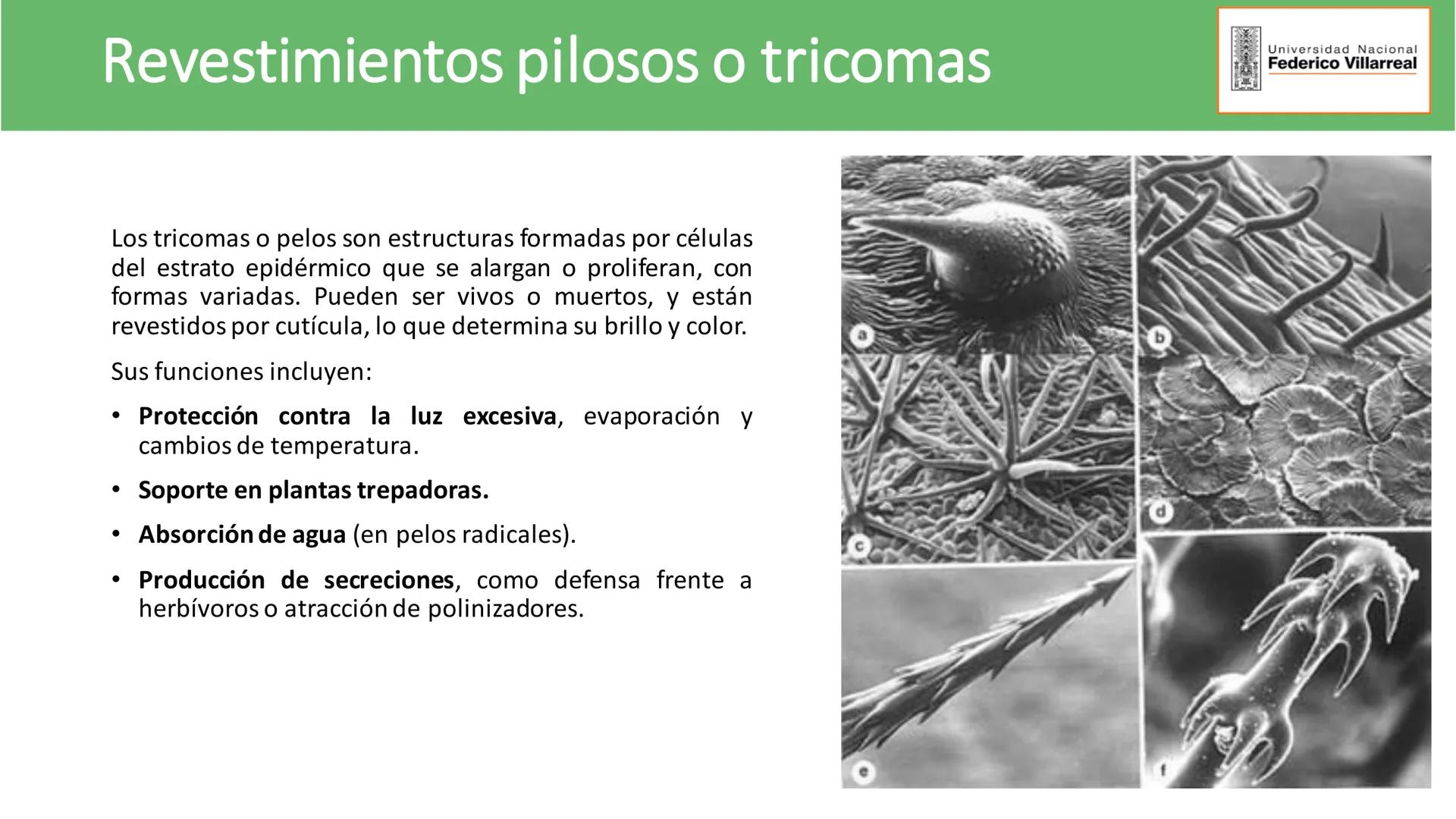 Universidad Nacional
Federico Villarreal
FACULTAD DE CIENCIAS
NATURALES Y MATEMATICA
TEJIDOS ADULTOS: TEJIDOS DE PROTECCIÓN
Docente: Dra