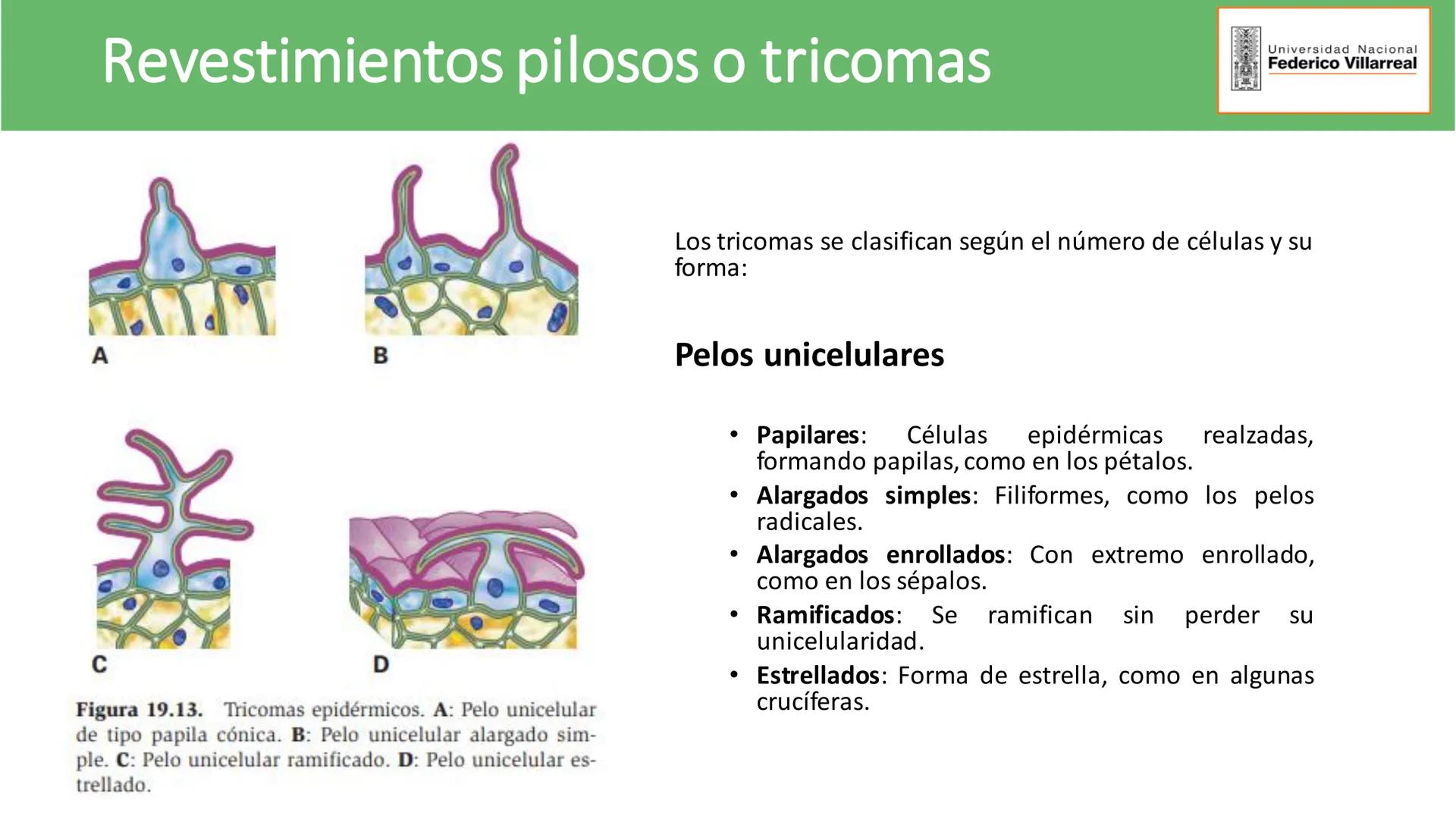 Universidad Nacional
Federico Villarreal
FACULTAD DE CIENCIAS
NATURALES Y MATEMATICA
TEJIDOS ADULTOS: TEJIDOS DE PROTECCIÓN
Docente: Dra