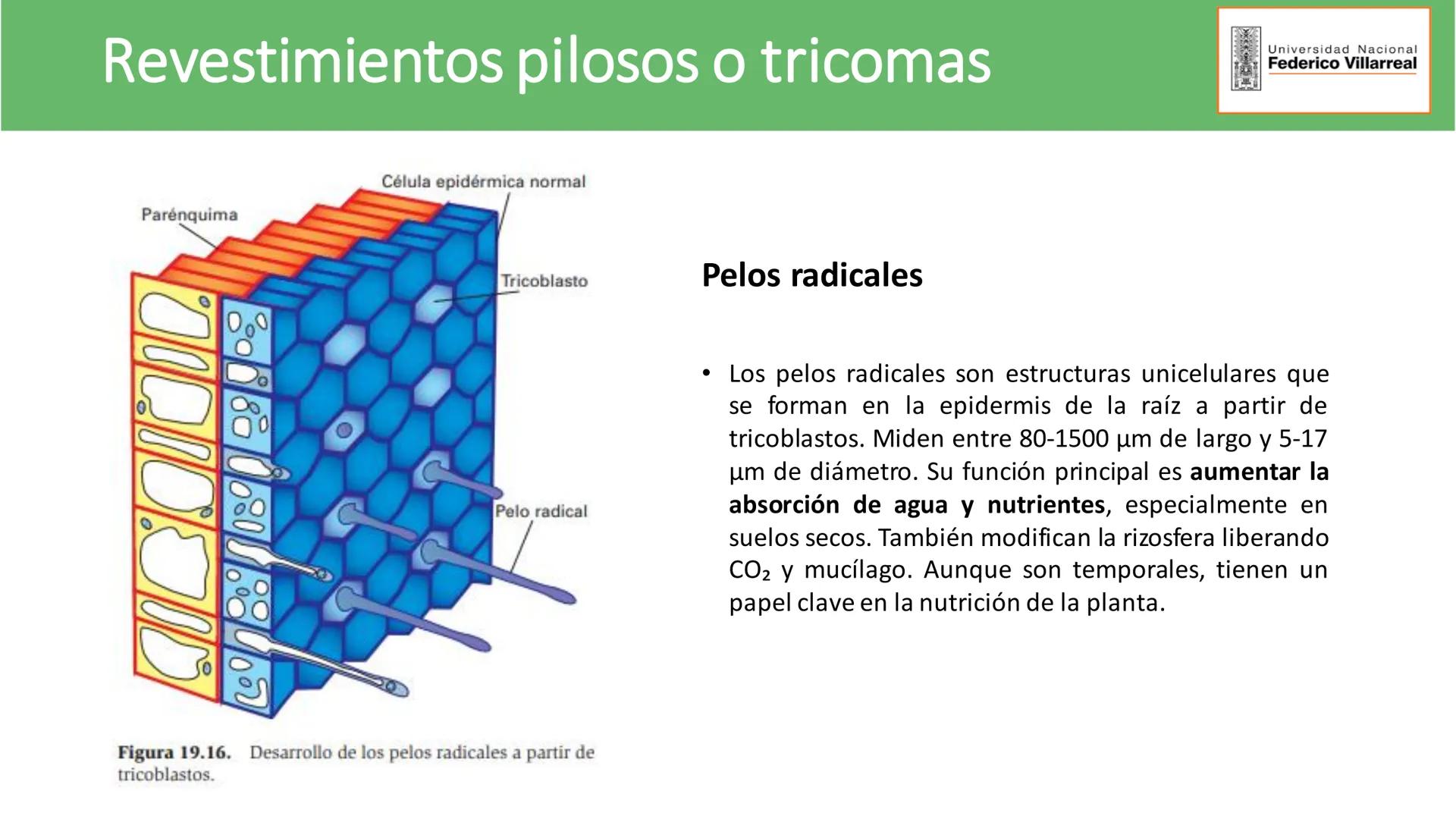 Universidad Nacional
Federico Villarreal
FACULTAD DE CIENCIAS
NATURALES Y MATEMATICA
TEJIDOS ADULTOS: TEJIDOS DE PROTECCIÓN
Docente: Dra