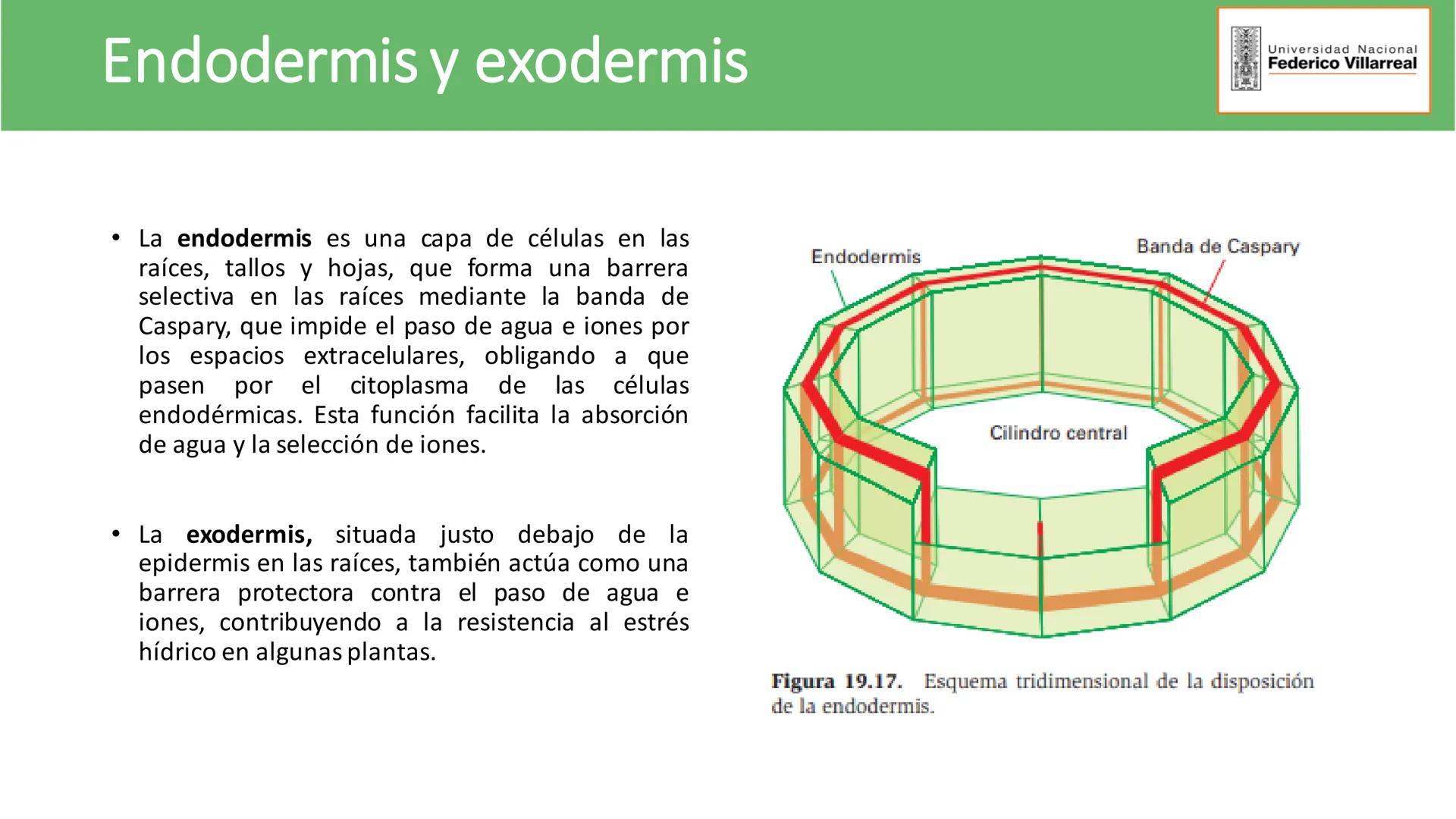Universidad Nacional
Federico Villarreal
FACULTAD DE CIENCIAS
NATURALES Y MATEMATICA
TEJIDOS ADULTOS: TEJIDOS DE PROTECCIÓN
Docente: Dra