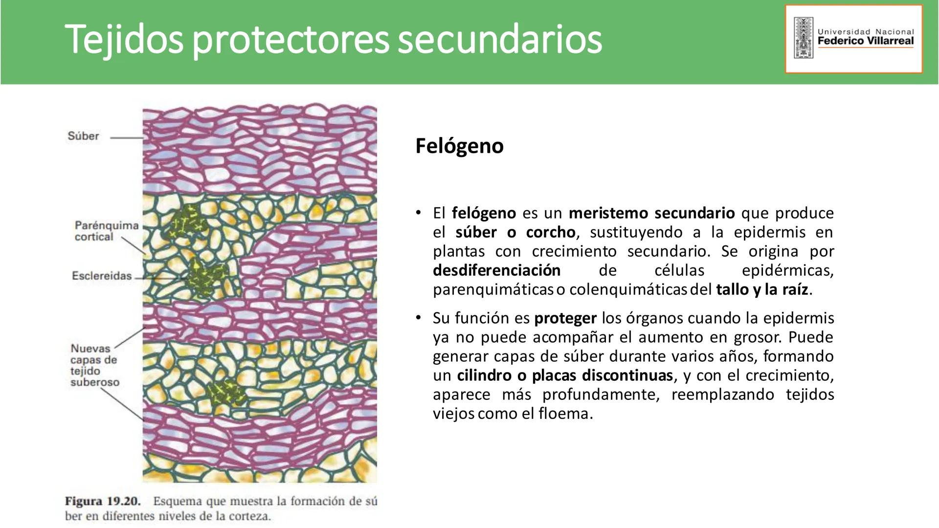 Universidad Nacional
Federico Villarreal
FACULTAD DE CIENCIAS
NATURALES Y MATEMATICA
TEJIDOS ADULTOS: TEJIDOS DE PROTECCIÓN
Docente: Dra