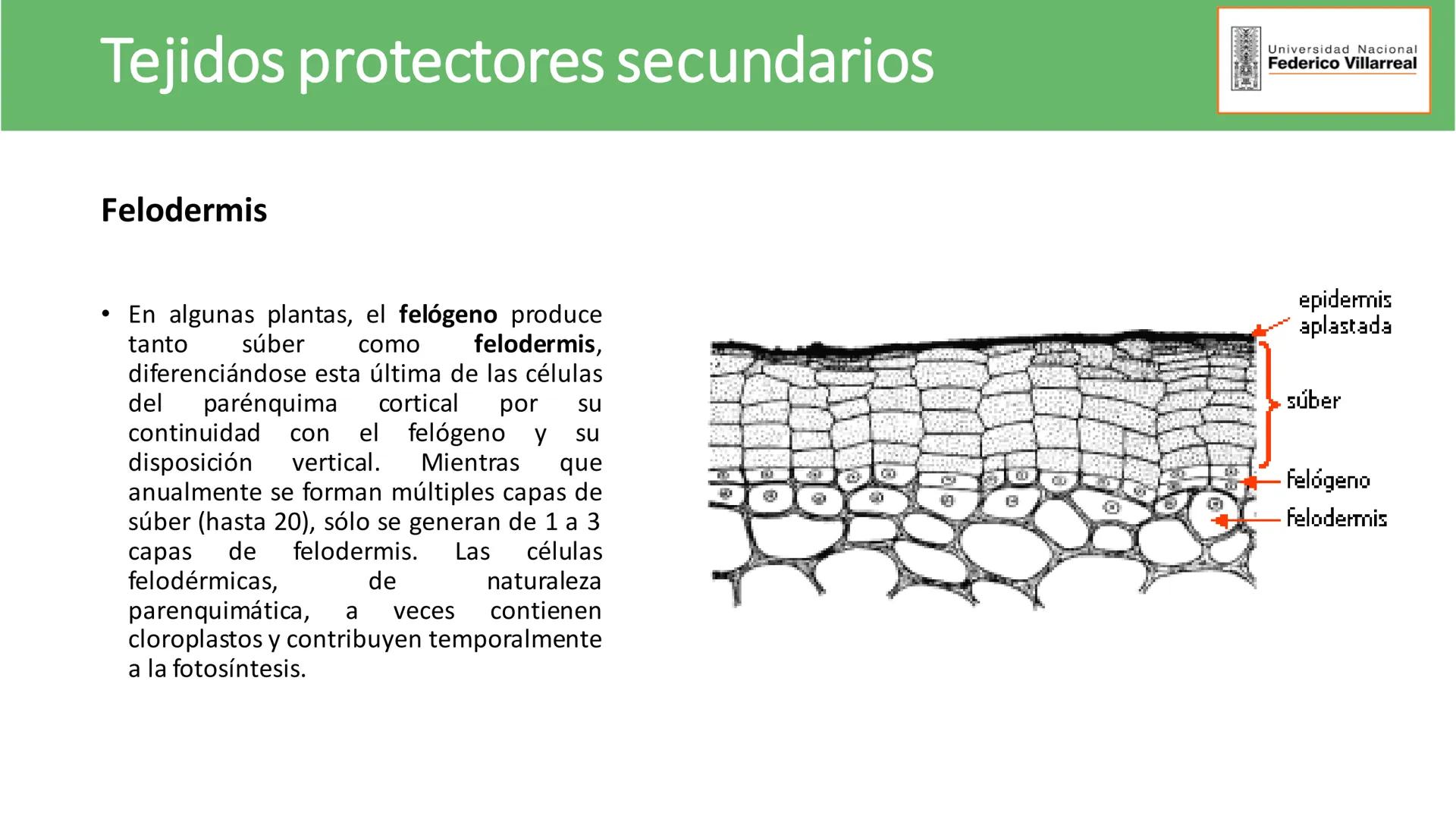 Universidad Nacional
Federico Villarreal
FACULTAD DE CIENCIAS
NATURALES Y MATEMATICA
TEJIDOS ADULTOS: TEJIDOS DE PROTECCIÓN
Docente: Dra
