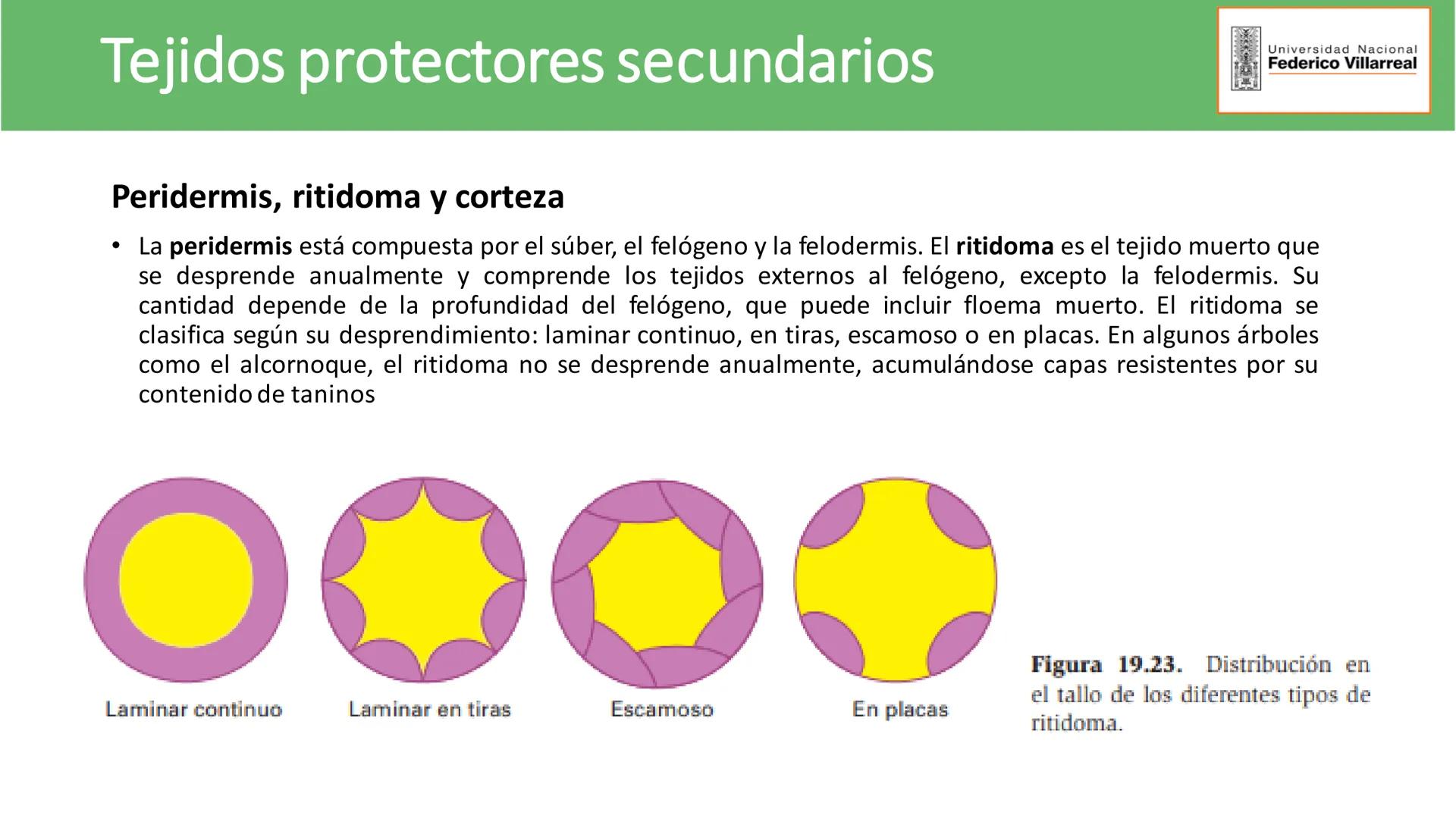 Universidad Nacional
Federico Villarreal
FACULTAD DE CIENCIAS
NATURALES Y MATEMATICA
TEJIDOS ADULTOS: TEJIDOS DE PROTECCIÓN
Docente: Dra