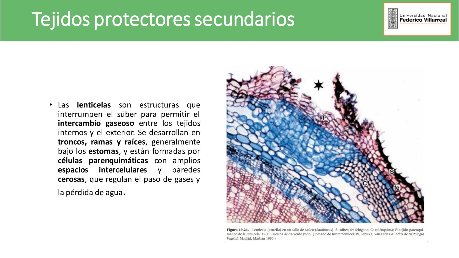 Universidad Nacional
Federico Villarreal
FACULTAD DE CIENCIAS
NATURALES Y MATEMATICA
TEJIDOS ADULTOS: TEJIDOS DE PROTECCIÓN
Docente: Dra