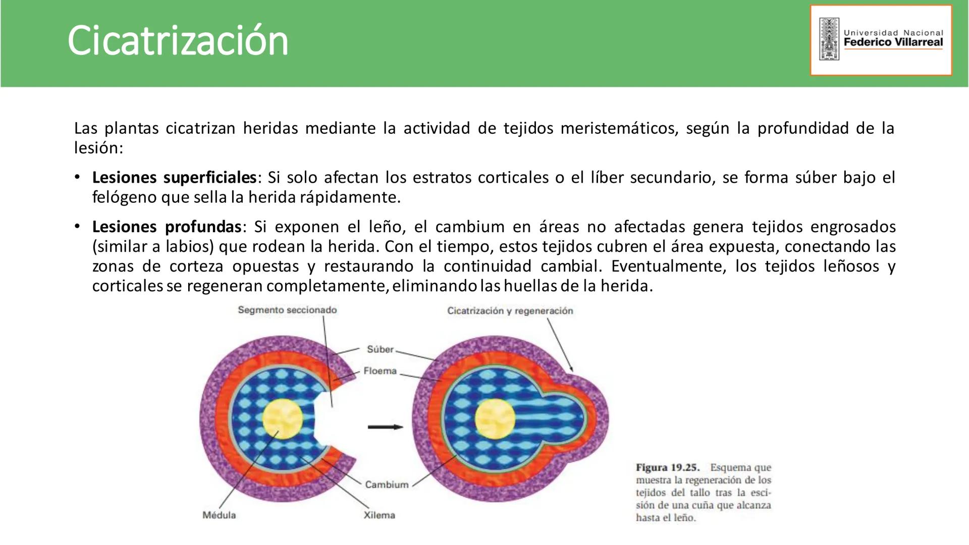 Universidad Nacional
Federico Villarreal
FACULTAD DE CIENCIAS
NATURALES Y MATEMATICA
TEJIDOS ADULTOS: TEJIDOS DE PROTECCIÓN
Docente: Dra