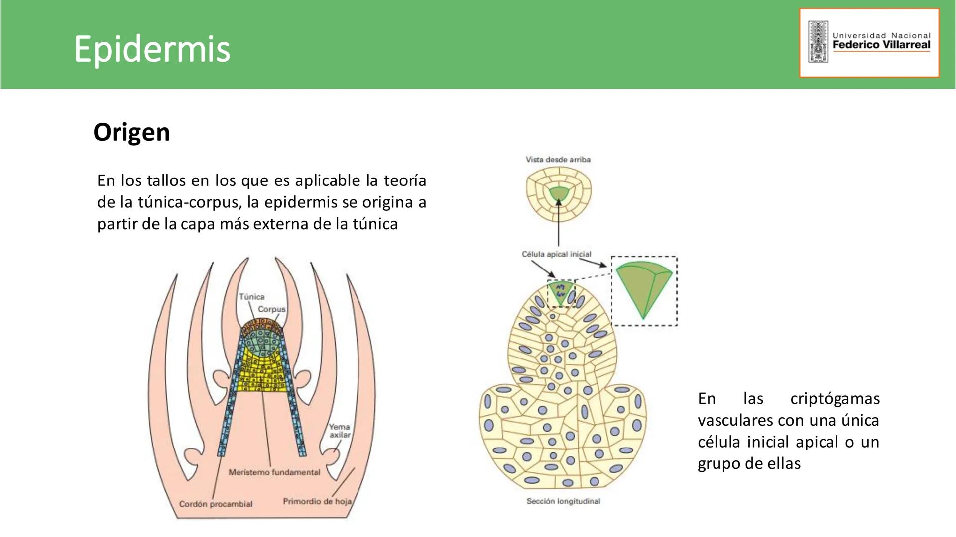 Universidad Nacional
Federico Villarreal
FACULTAD DE CIENCIAS
NATURALES Y MATEMATICA
TEJIDOS ADULTOS: TEJIDOS DE PROTECCIÓN
Docente: Dra