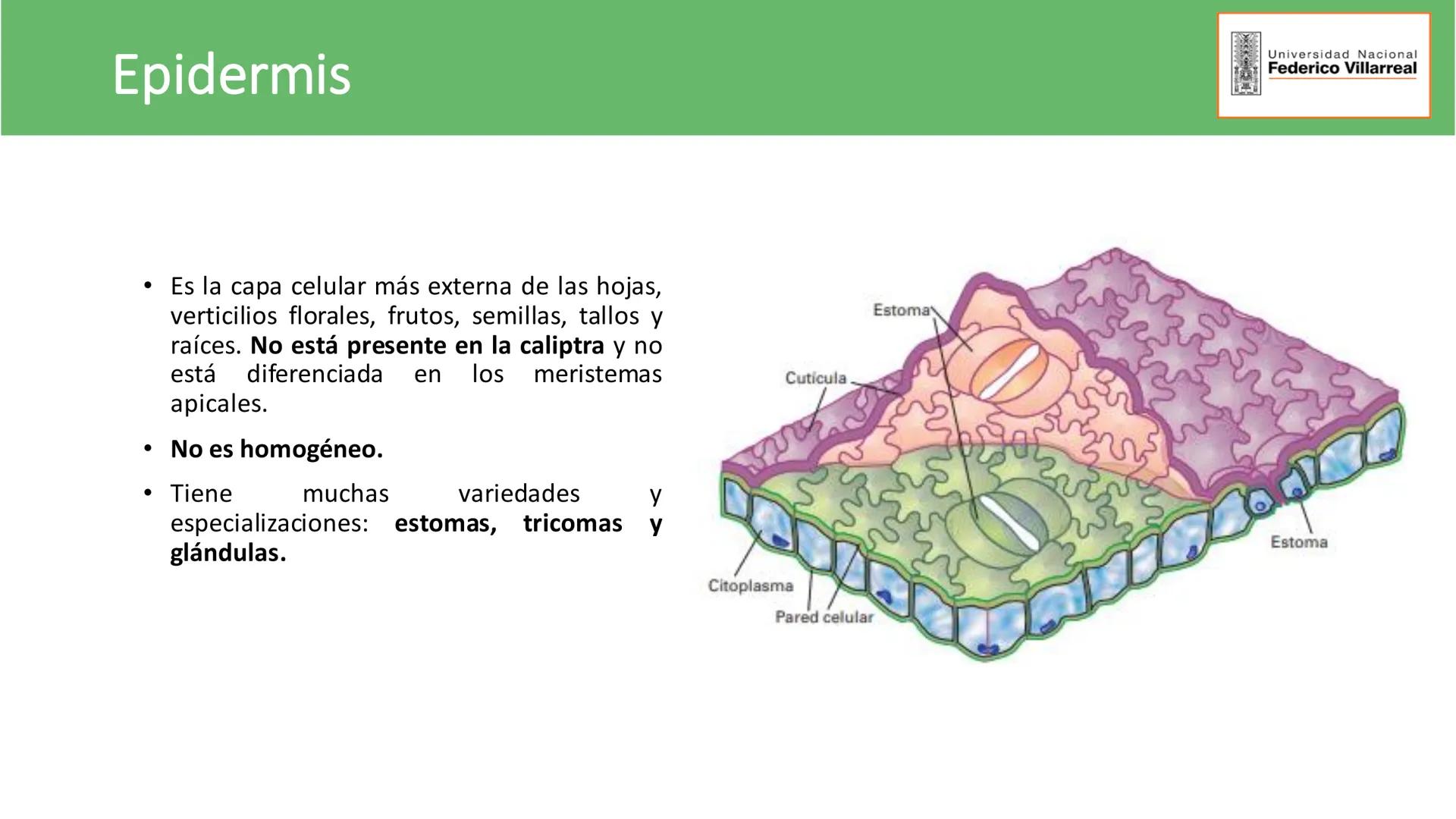 Universidad Nacional
Federico Villarreal
FACULTAD DE CIENCIAS
NATURALES Y MATEMATICA
TEJIDOS ADULTOS: TEJIDOS DE PROTECCIÓN
Docente: Dra