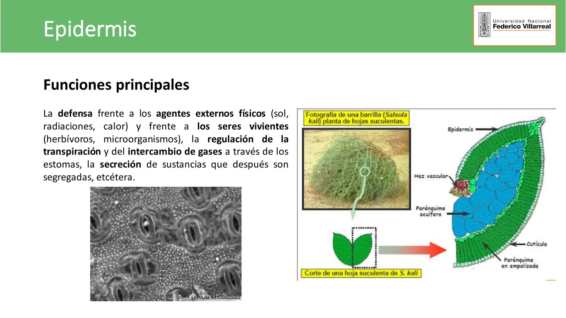 Universidad Nacional
Federico Villarreal
FACULTAD DE CIENCIAS
NATURALES Y MATEMATICA
TEJIDOS ADULTOS: TEJIDOS DE PROTECCIÓN
Docente: Dra