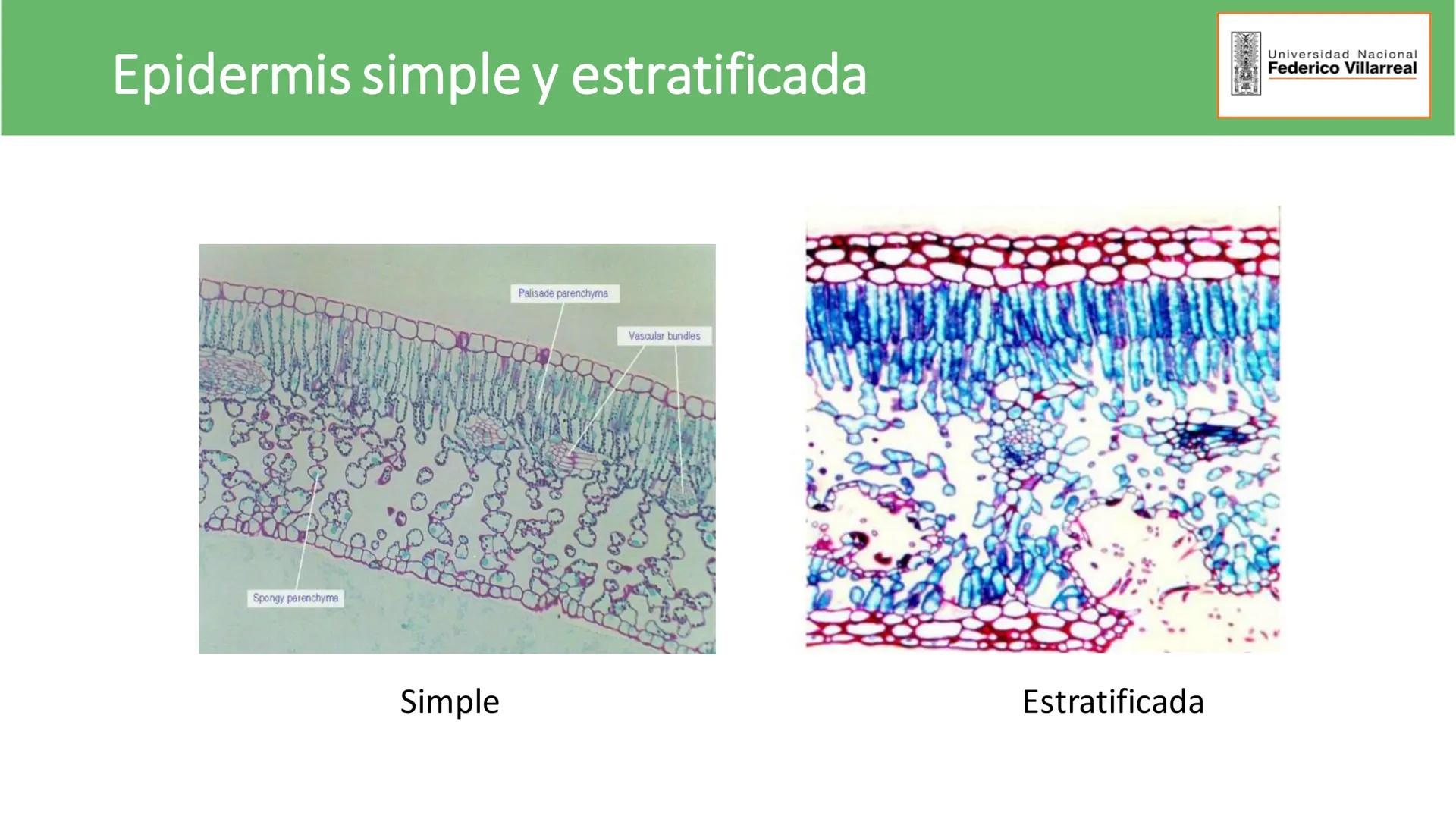 Universidad Nacional
Federico Villarreal
FACULTAD DE CIENCIAS
NATURALES Y MATEMATICA
TEJIDOS ADULTOS: TEJIDOS DE PROTECCIÓN
Docente: Dra