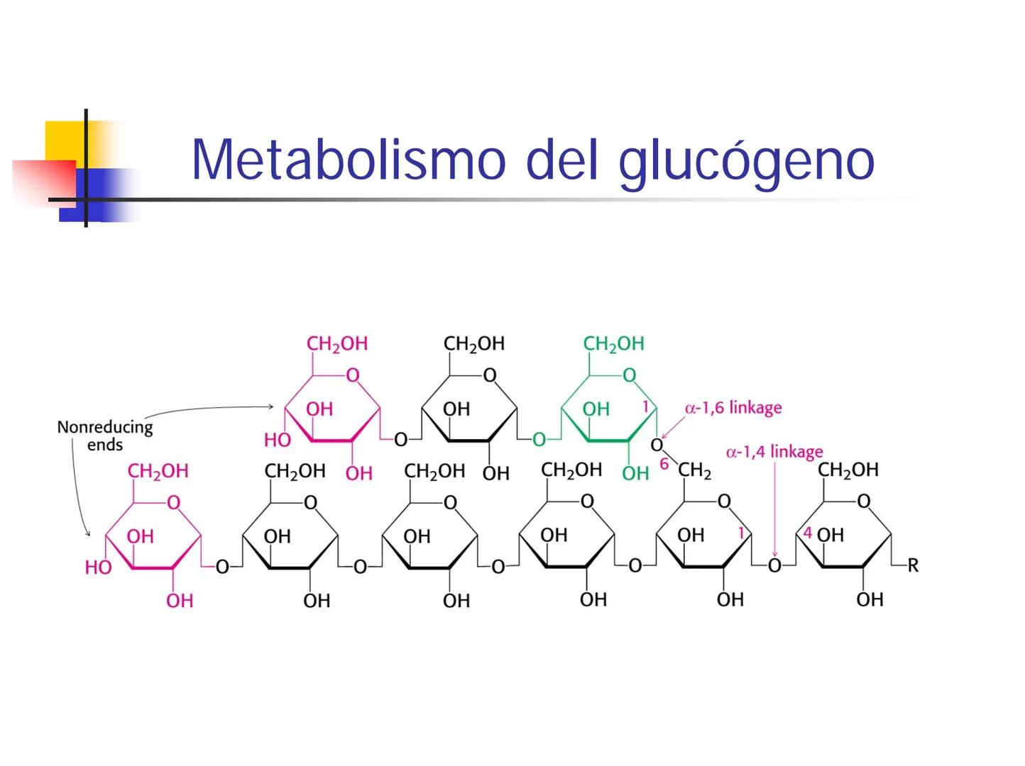 # Metabolismo del glucógeno
CH2OH
CH2OH
CH2OH
0
OH
OH
Nonreducing
ends
HO
OH 1 α-1,6 linkage
α-1,4 linkage
OH
6 CH2
10.000.00
