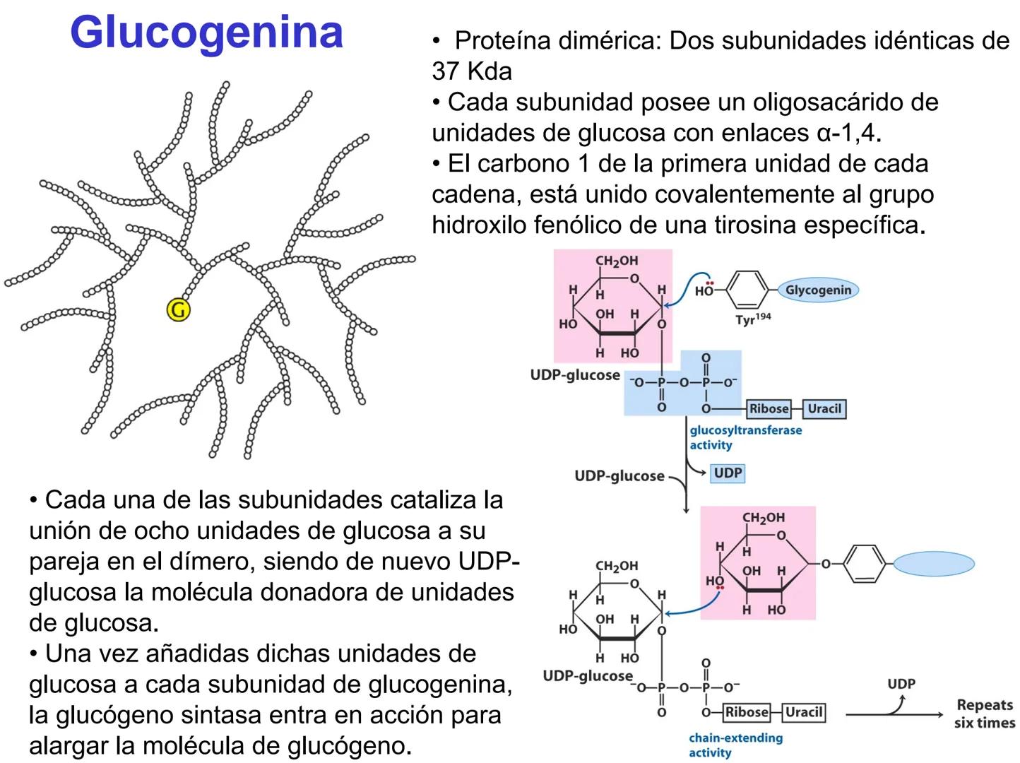 # Metabolismo del glucógeno
CH2OH
CH2OH
CH2OH
0
OH
OH
Nonreducing
ends
HO
OH 1 α-1,6 linkage
α-1,4 linkage
OH
6 CH2
10.000.00