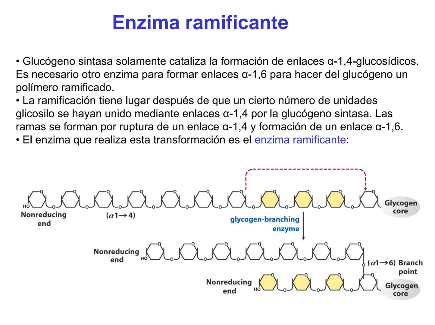 # Metabolismo del glucógeno
CH2OH
CH2OH
CH2OH
0
OH
OH
Nonreducing
ends
HO
OH 1 α-1,6 linkage
α-1,4 linkage
OH
6 CH2
10.000.00