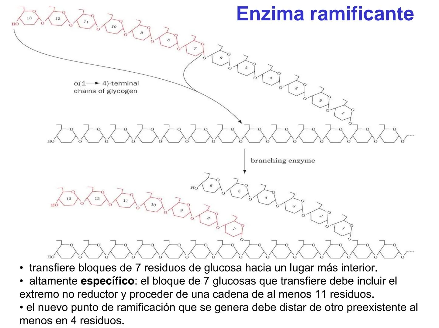 # Metabolismo del glucógeno
CH2OH
CH2OH
CH2OH
0
OH
OH
Nonreducing
ends
HO
OH 1 α-1,6 linkage
α-1,4 linkage
OH
6 CH2
10.000.00