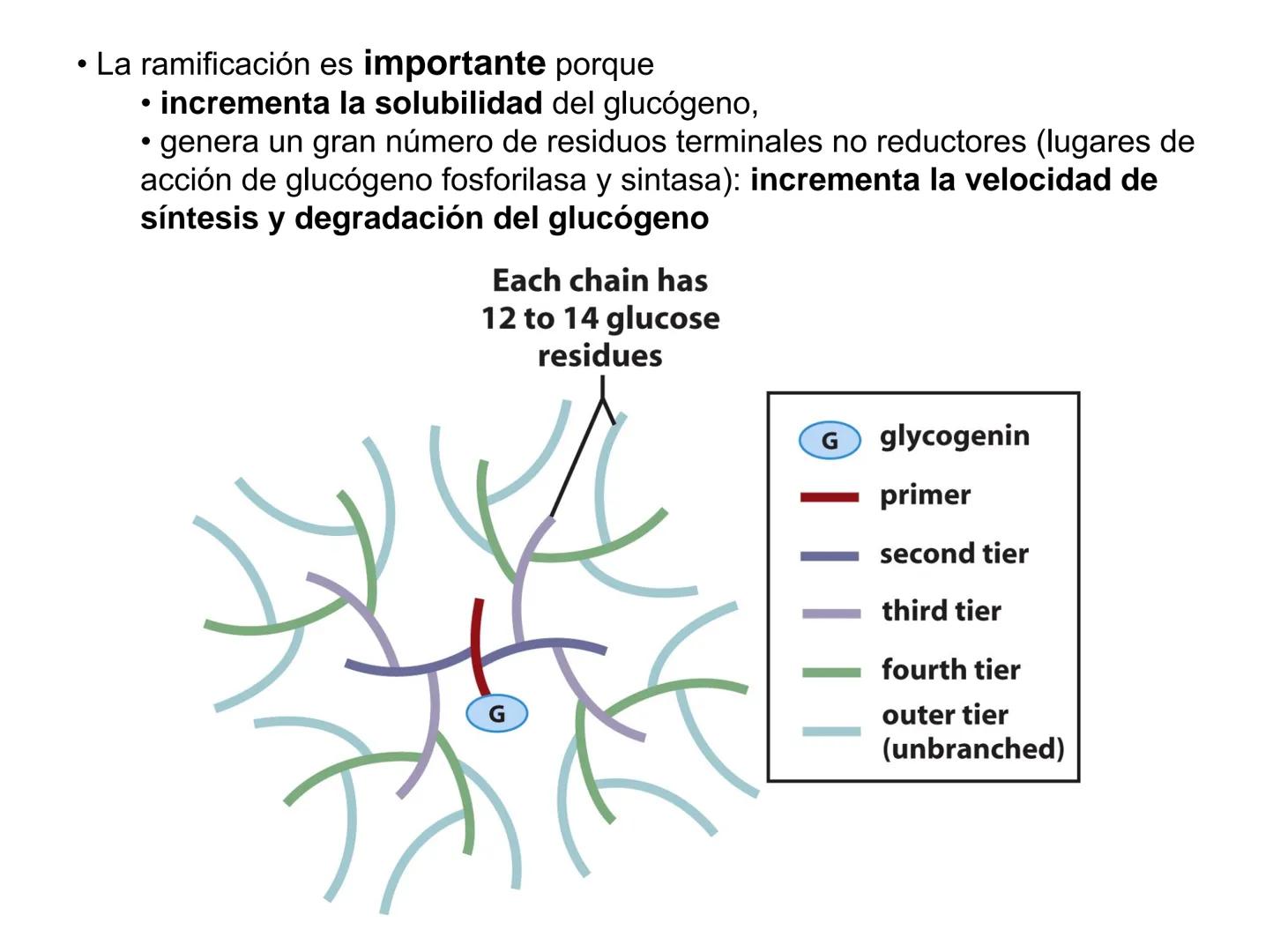 # Metabolismo del glucógeno
CH2OH
CH2OH
CH2OH
0
OH
OH
Nonreducing
ends
HO
OH 1 α-1,6 linkage
α-1,4 linkage
OH
6 CH2
10.000.00