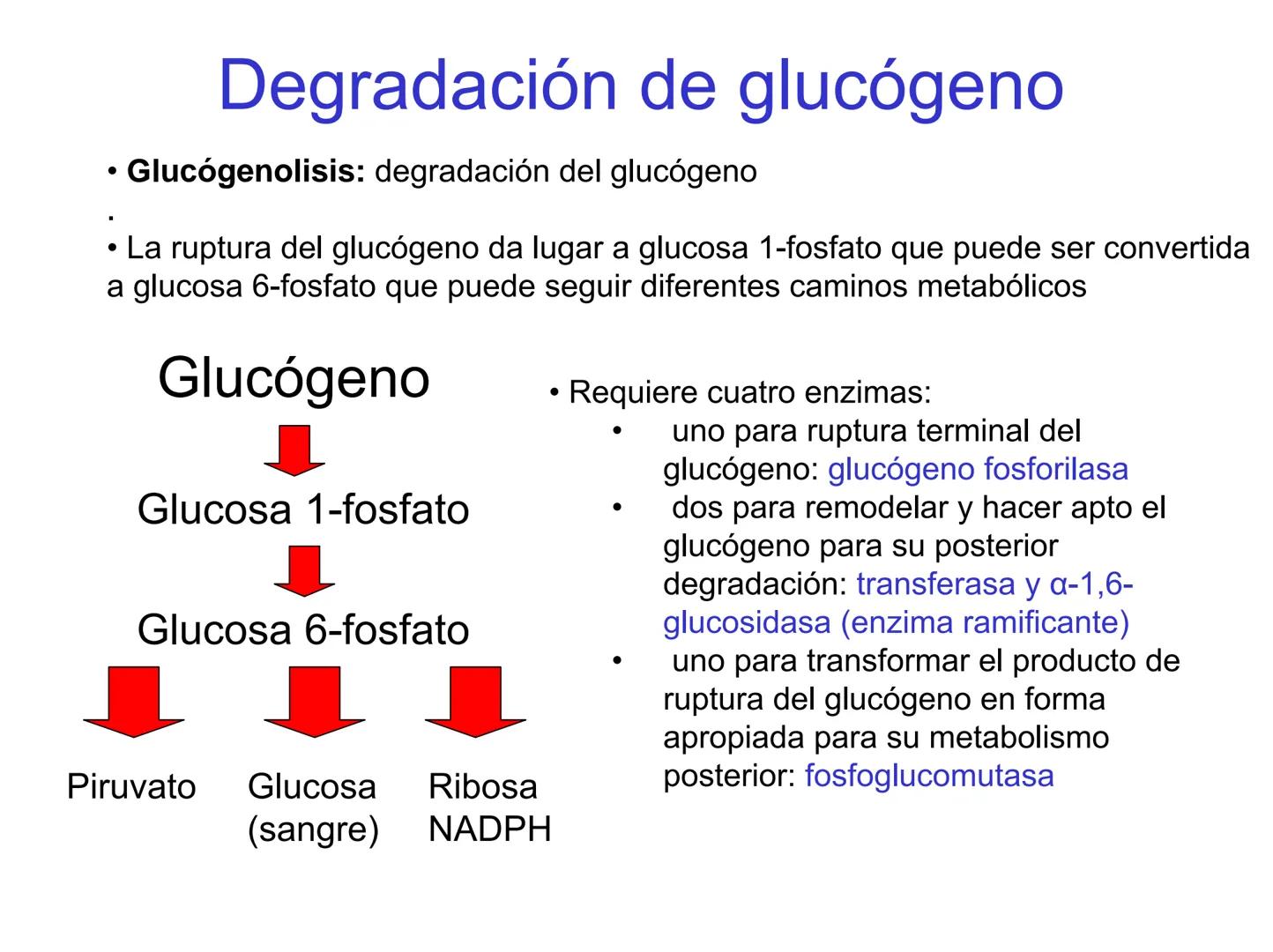 # Metabolismo del glucógeno
CH2OH
CH2OH
CH2OH
0
OH
OH
Nonreducing
ends
HO
OH 1 α-1,6 linkage
α-1,4 linkage
OH
6 CH2
10.000.00