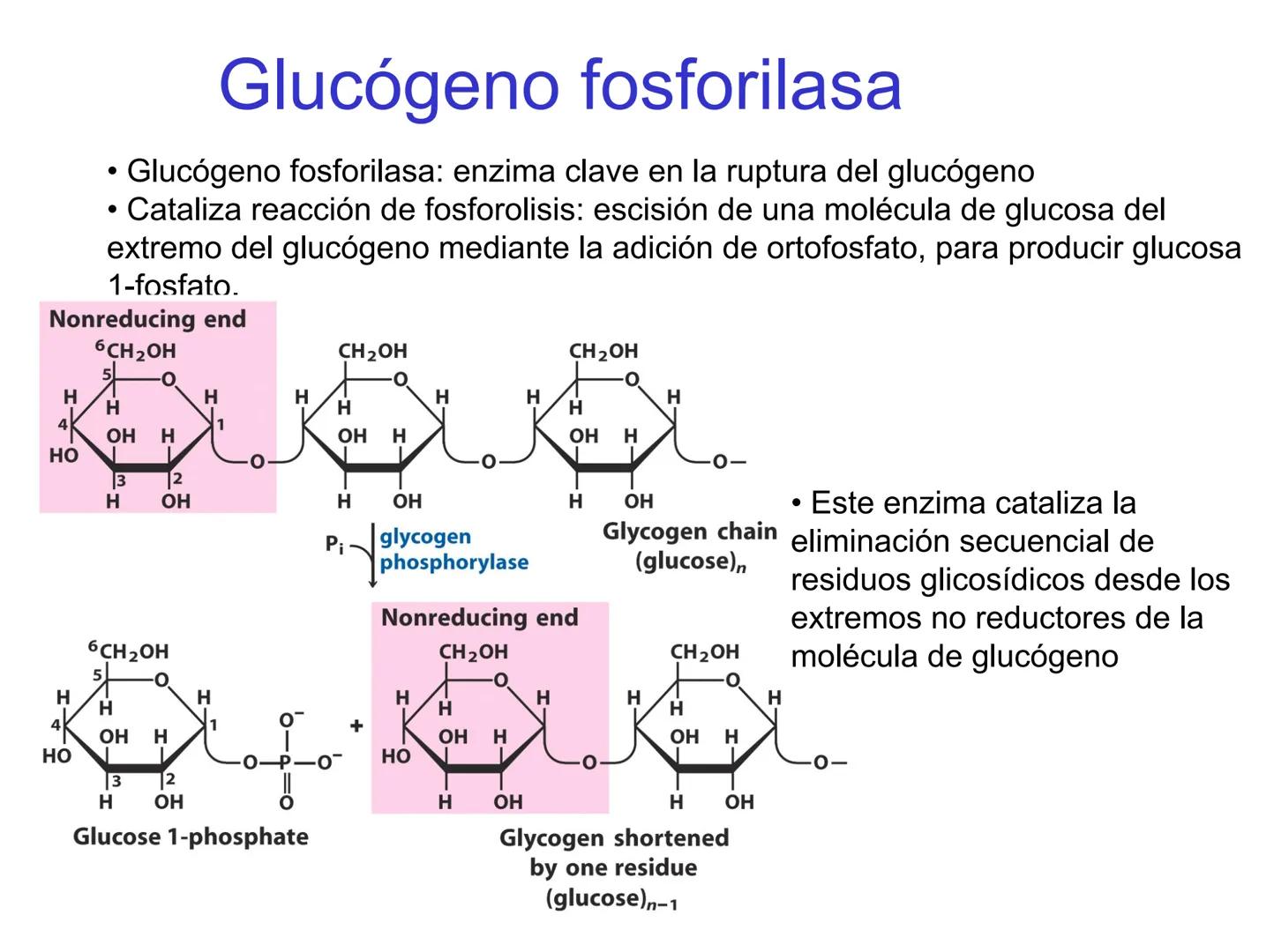 # Metabolismo del glucógeno
CH2OH
CH2OH
CH2OH
0
OH
OH
Nonreducing
ends
HO
OH 1 α-1,6 linkage
α-1,4 linkage
OH
6 CH2
10.000.00