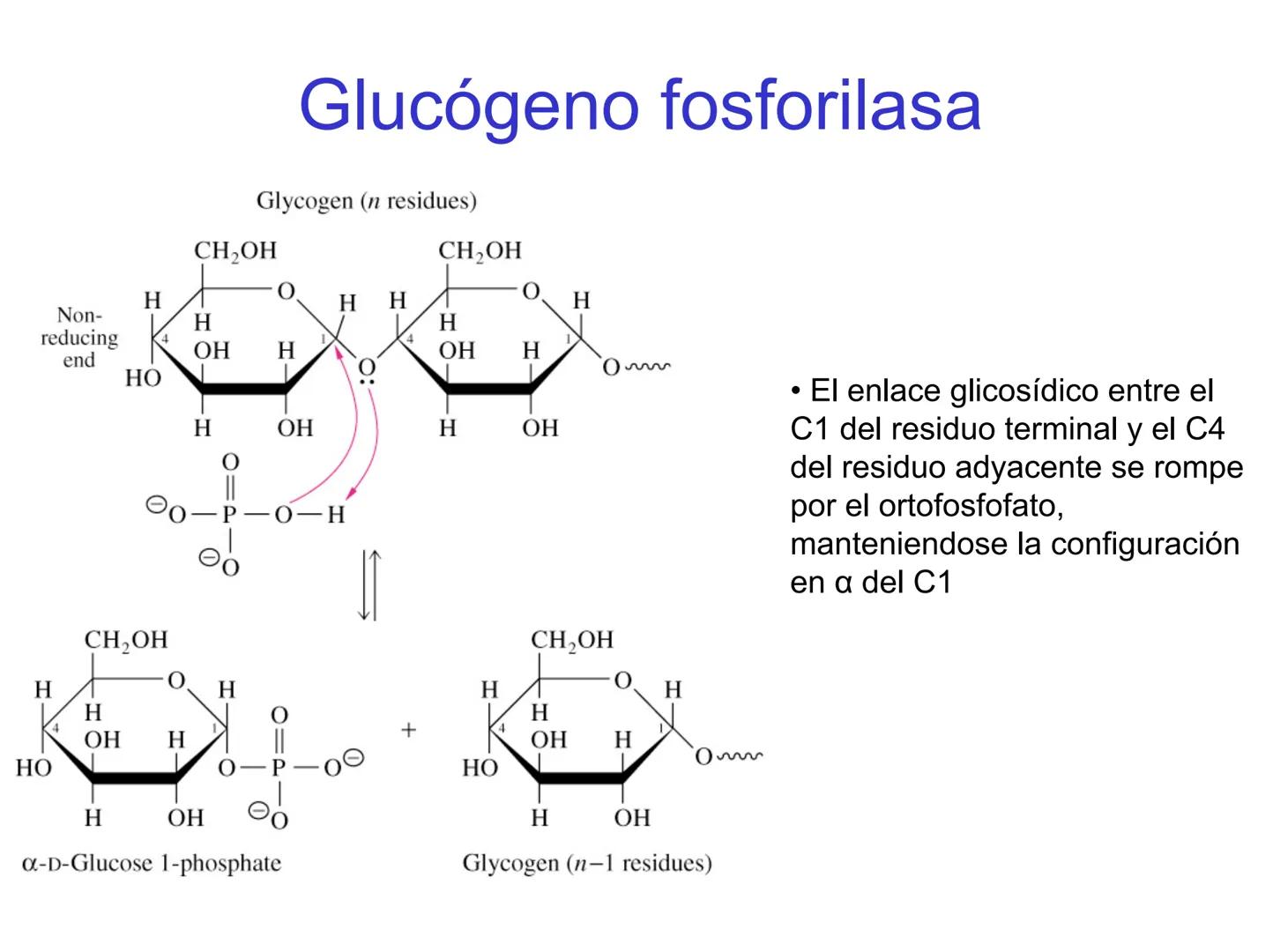 # Metabolismo del glucógeno
CH2OH
CH2OH
CH2OH
0
OH
OH
Nonreducing
ends
HO
OH 1 α-1,6 linkage
α-1,4 linkage
OH
6 CH2
10.000.00
