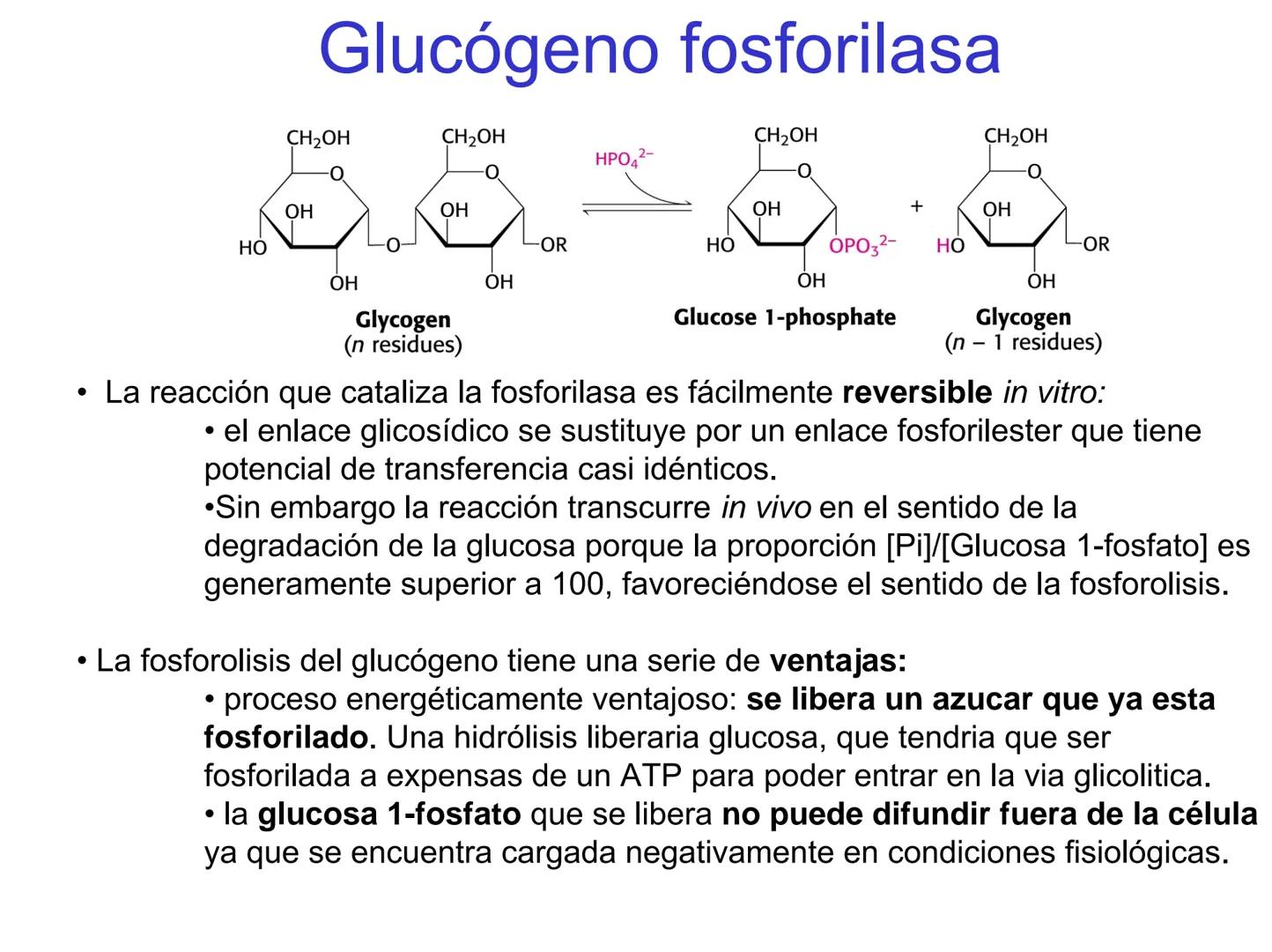 # Metabolismo del glucógeno
CH2OH
CH2OH
CH2OH
0
OH
OH
Nonreducing
ends
HO
OH 1 α-1,6 linkage
α-1,4 linkage
OH
6 CH2
10.000.00