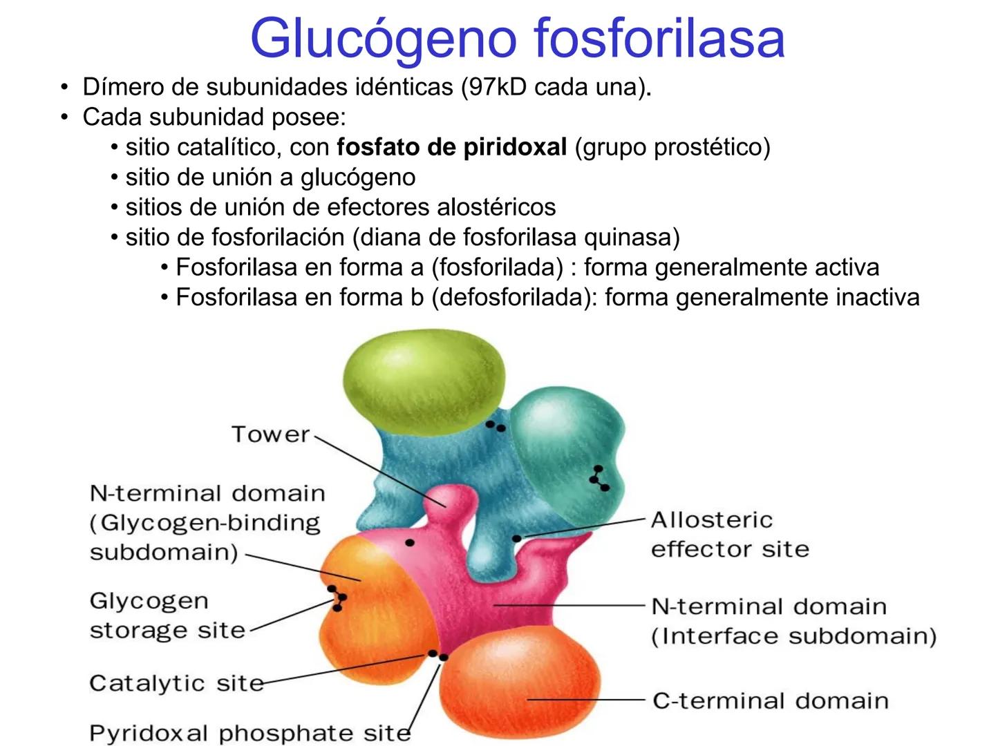 # Metabolismo del glucógeno
CH2OH
CH2OH
CH2OH
0
OH
OH
Nonreducing
ends
HO
OH 1 α-1,6 linkage
α-1,4 linkage
OH
6 CH2
10.000.00
