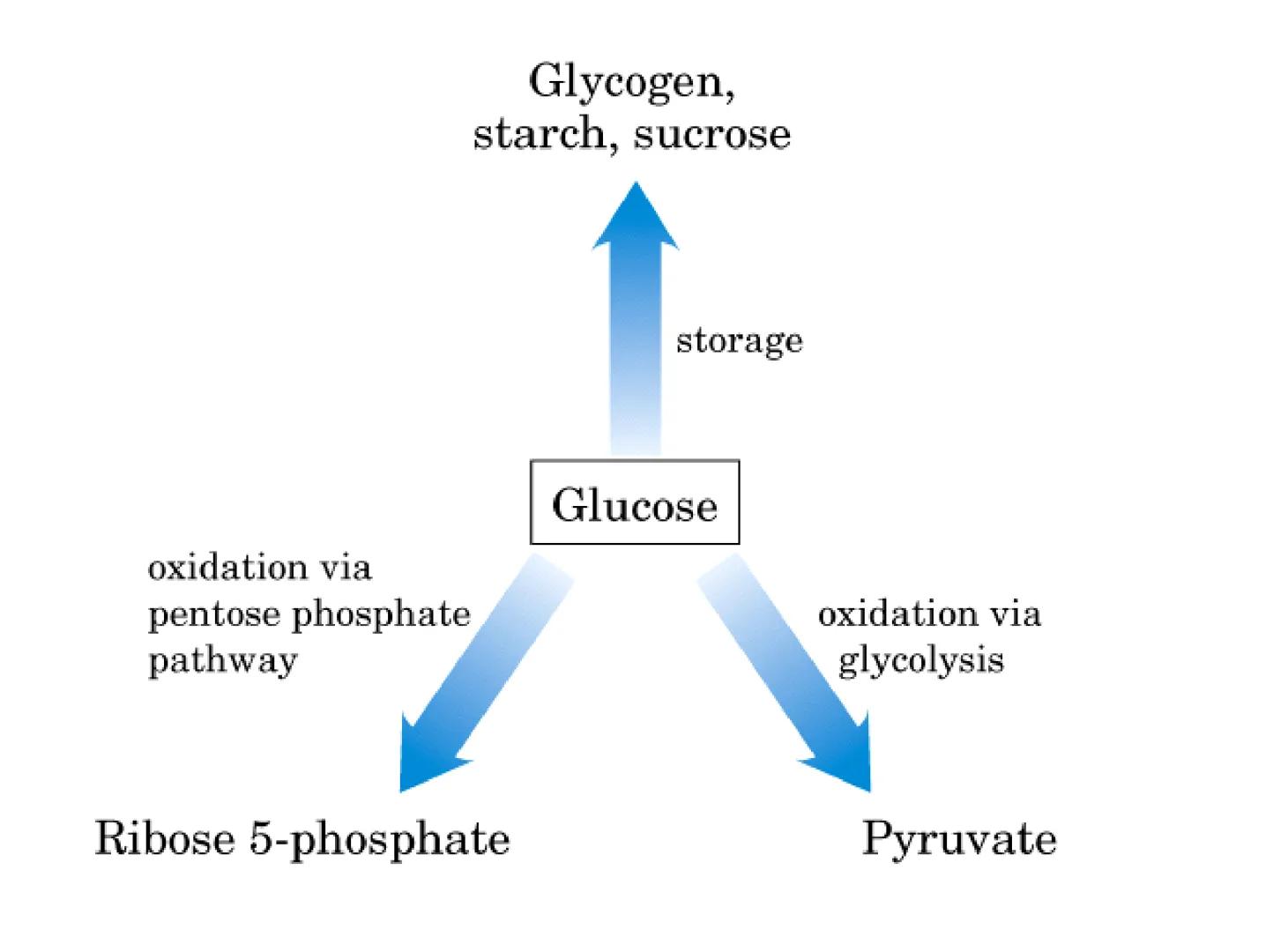 # Metabolismo del glucógeno
CH2OH
CH2OH
CH2OH
0
OH
OH
Nonreducing
ends
HO
OH 1 α-1,6 linkage
α-1,4 linkage
OH
6 CH2
10.000.00