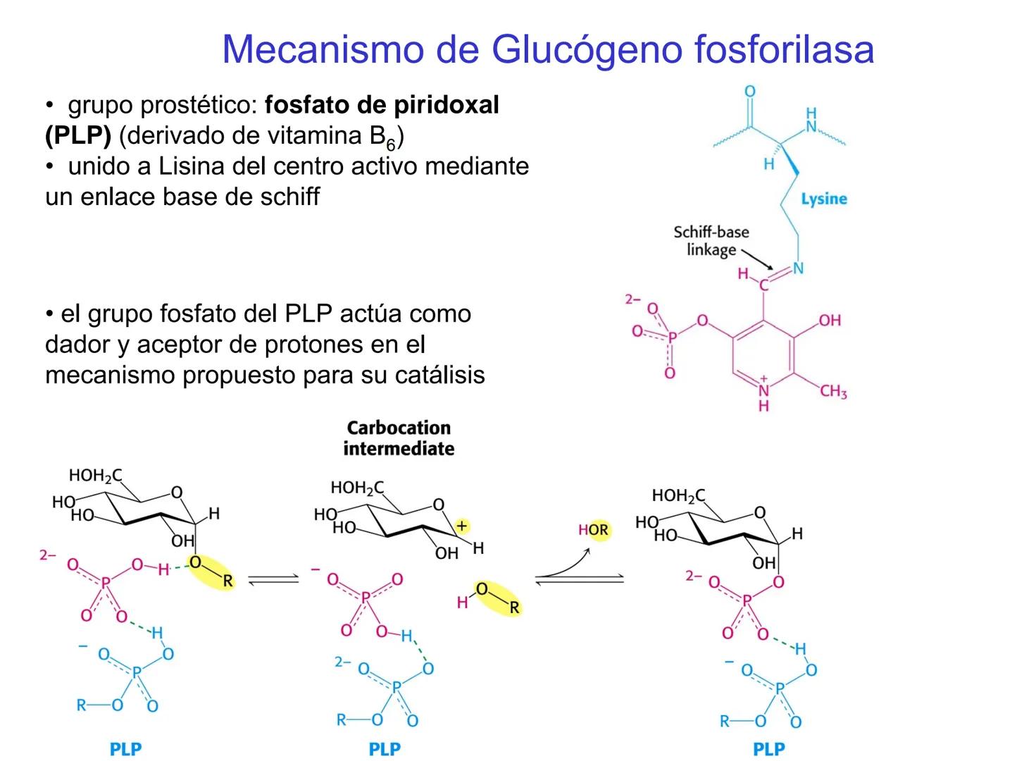 # Metabolismo del glucógeno
CH2OH
CH2OH
CH2OH
0
OH
OH
Nonreducing
ends
HO
OH 1 α-1,6 linkage
α-1,4 linkage
OH
6 CH2
10.000.00