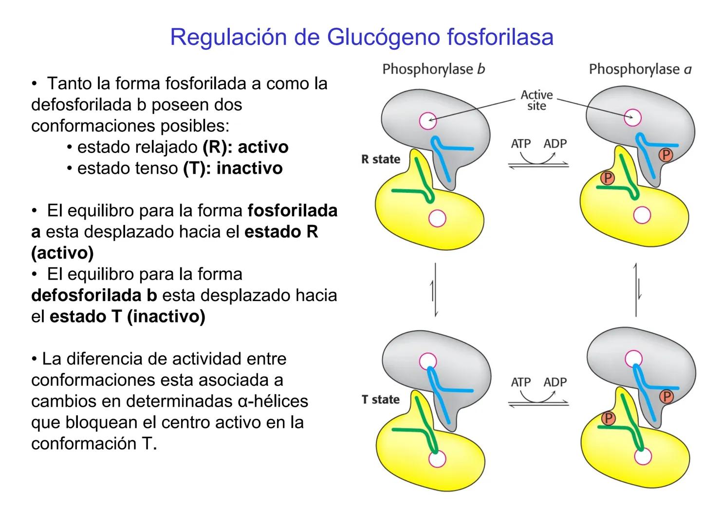 # Metabolismo del glucógeno
CH2OH
CH2OH
CH2OH
0
OH
OH
Nonreducing
ends
HO
OH 1 α-1,6 linkage
α-1,4 linkage
OH
6 CH2
10.000.00