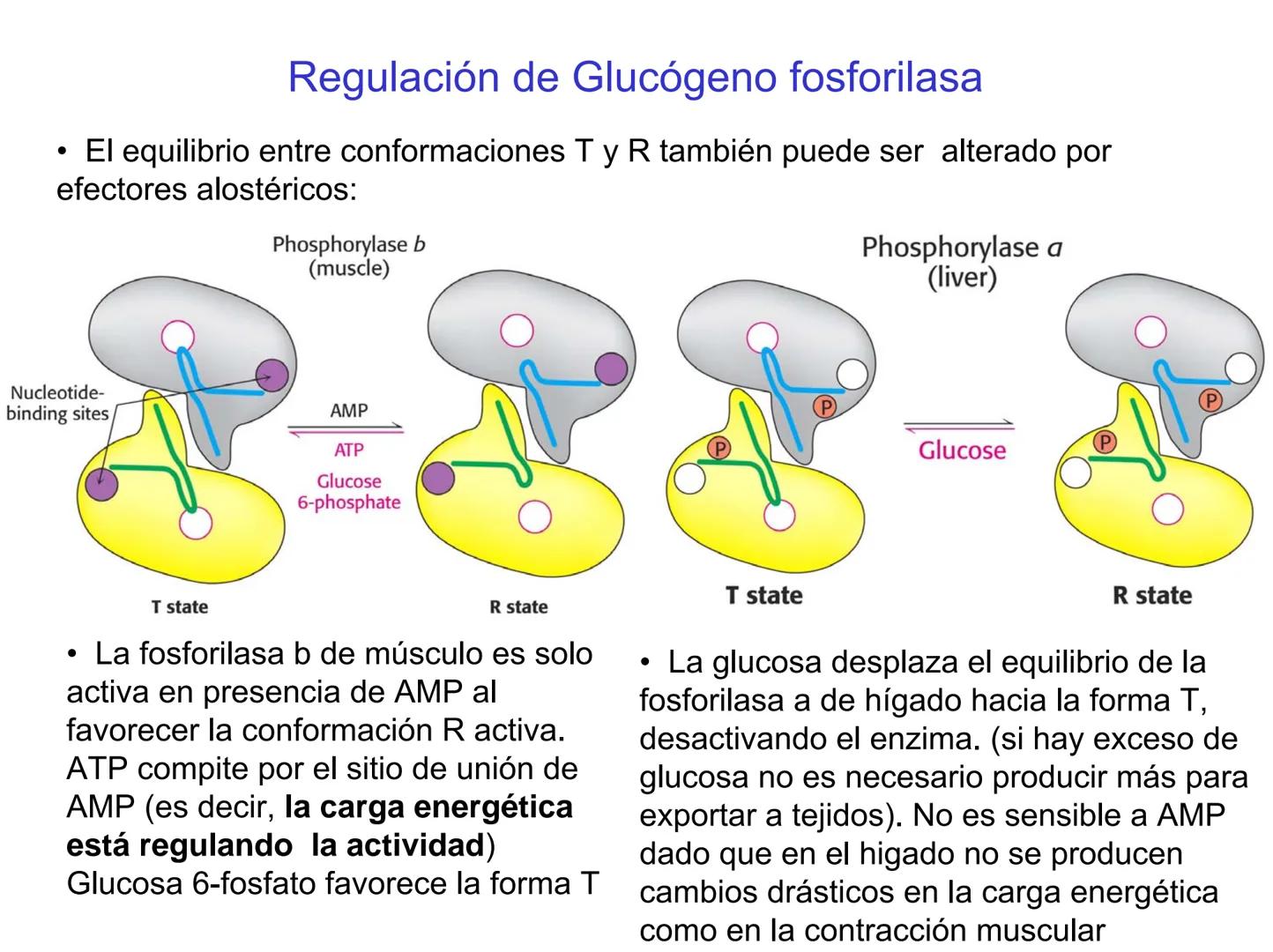 # Metabolismo del glucógeno
CH2OH
CH2OH
CH2OH
0
OH
OH
Nonreducing
ends
HO
OH 1 α-1,6 linkage
α-1,4 linkage
OH
6 CH2
10.000.00